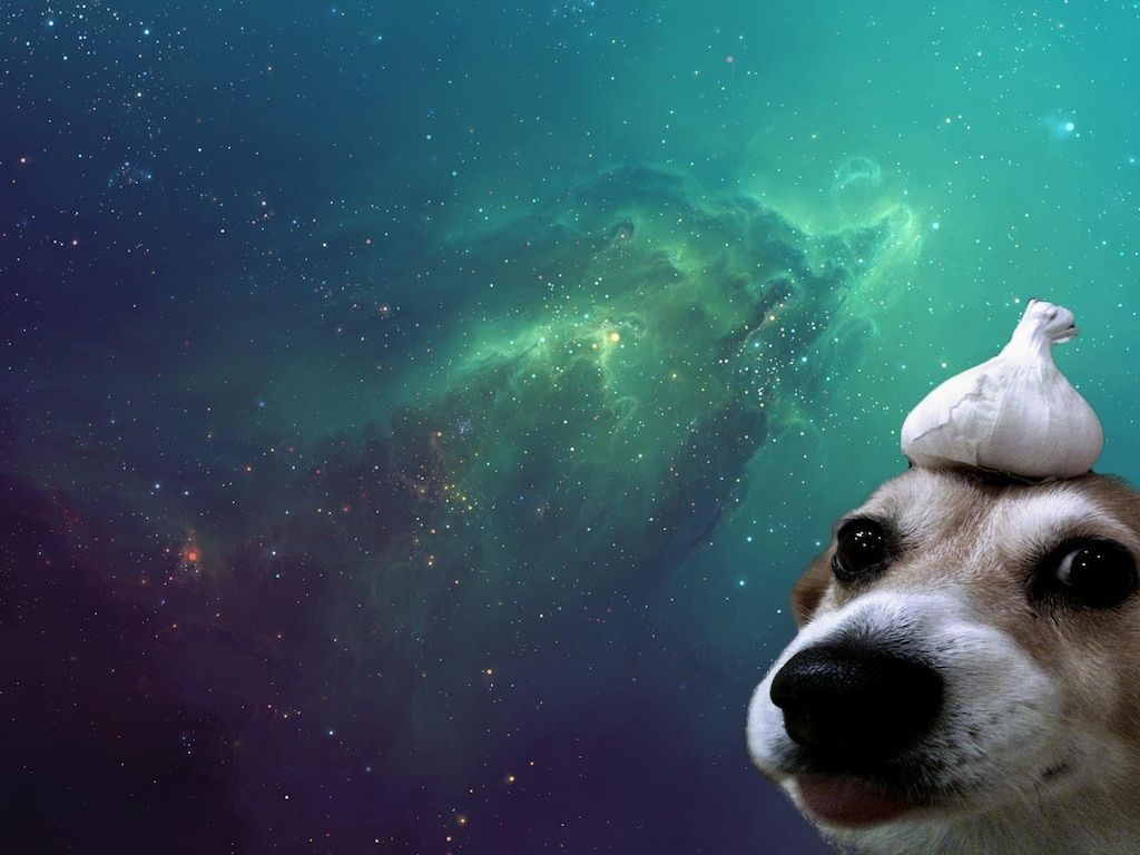 1024x768 Steam Community - :: Garlic dog