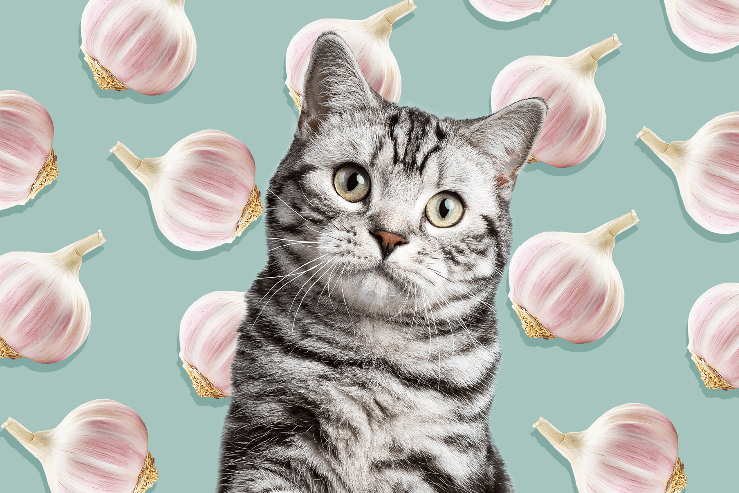 1500x1000 Can Cats Eat Garlic?