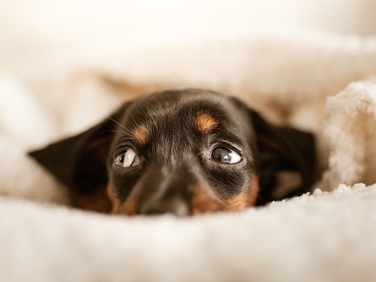 1200x900 dog myths debunked