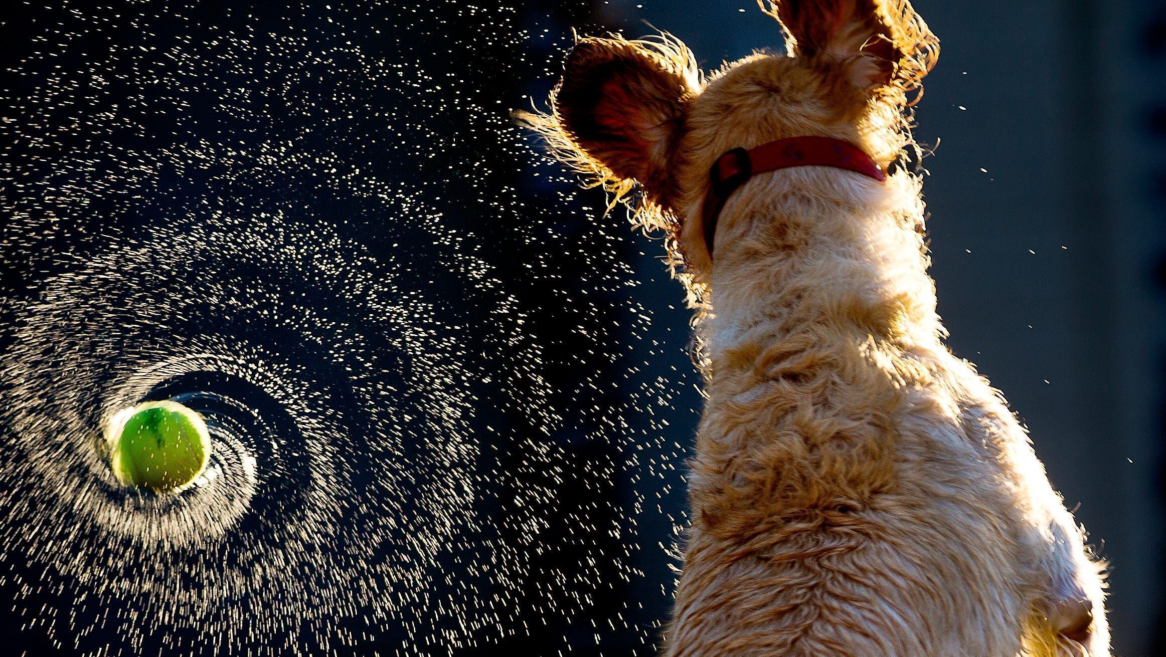 Garlic Dog Wallpapers Top Free Garlic Dog Backgrounds WallpaperAccess