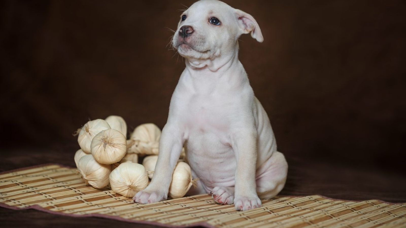 1600x900 Can Dogs Eat Garlic?