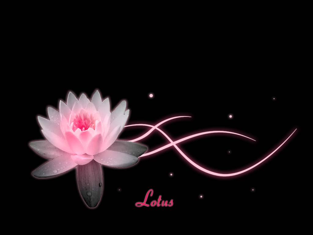 1024x768 Lotus Background. Lotus Flower