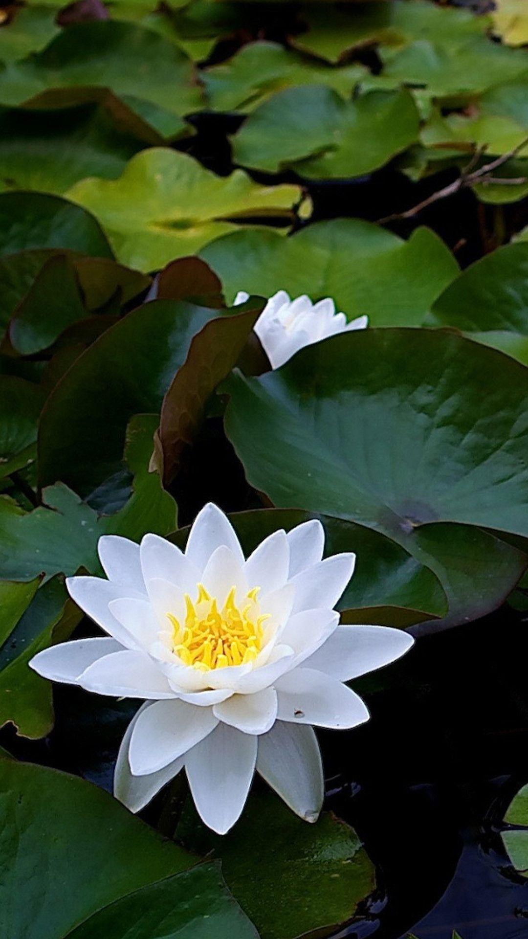 1080x1920 Lotus Flower Background Wallpaper