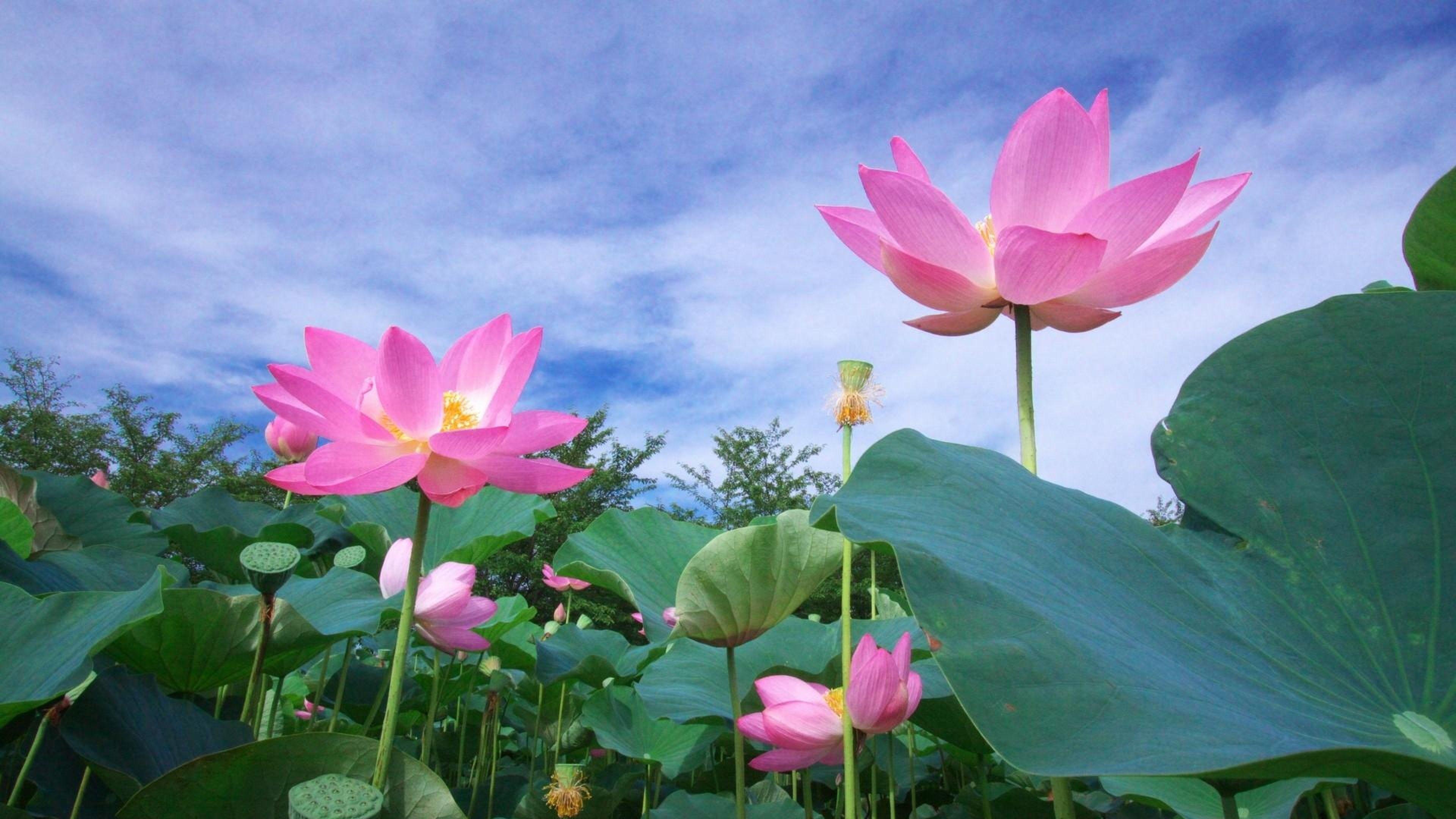 3840x2160 Lotus. Lotus flower meaning, Lotus