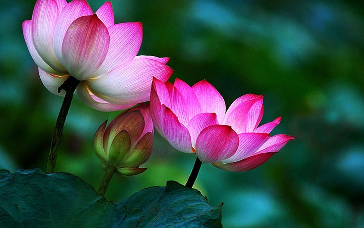 Zen Lotus Flower Wallpapers Top Free Zen Lotus Flower