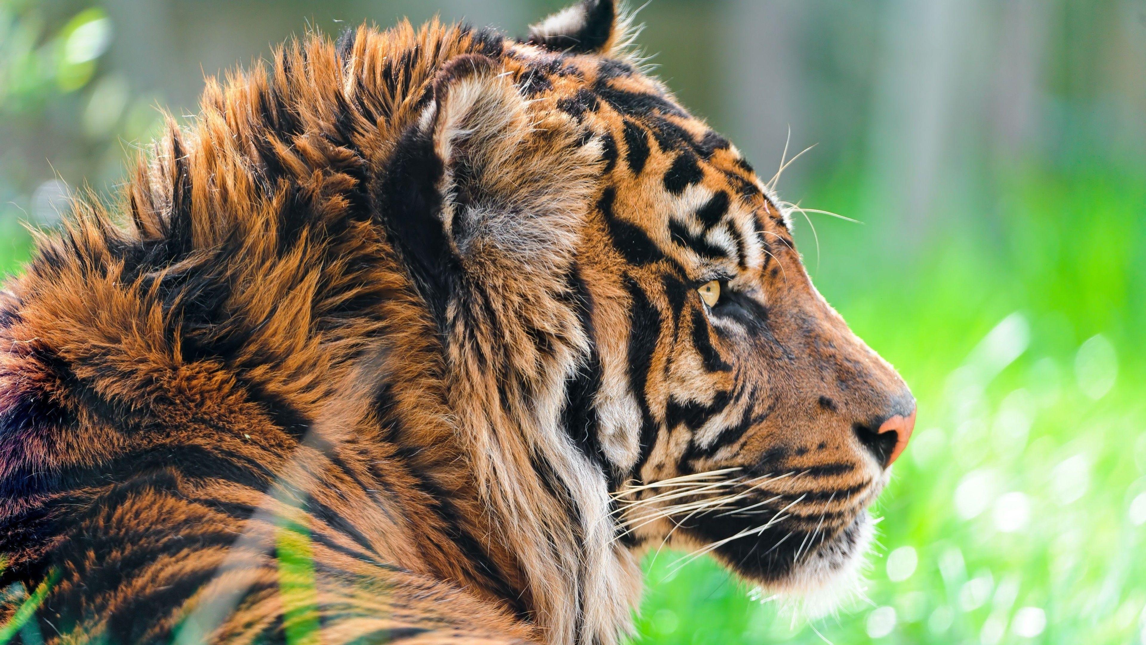Wallpaper 4K Tiere Pferde Wallpapers 4k QCUJPI Wallpaper 4K Tiere Pferde Wallpapers 4k QCUJPI
