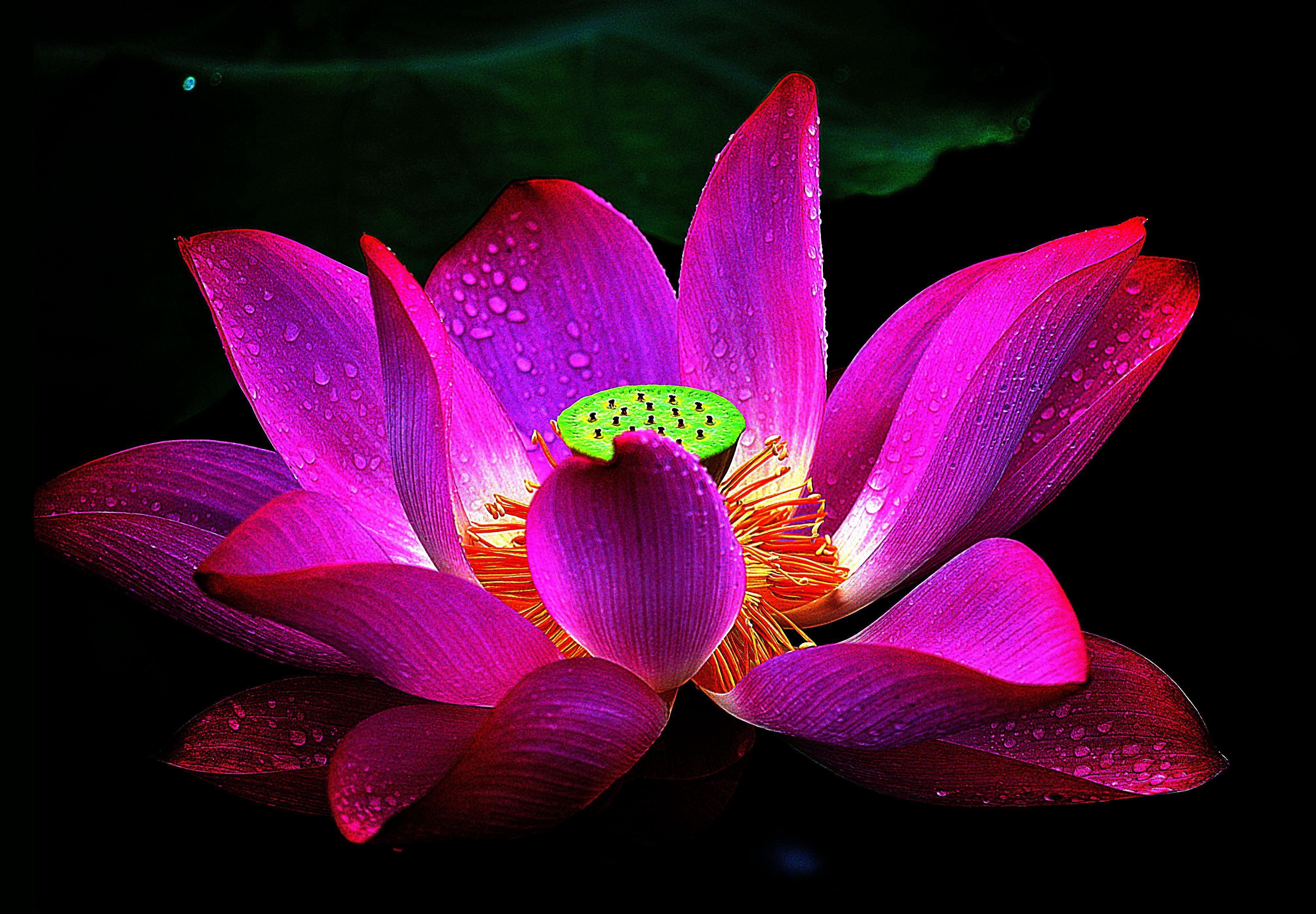 Purple Lotus Wallpapers - Top Free Purple Lotus Backgrounds - WallpaperAccess