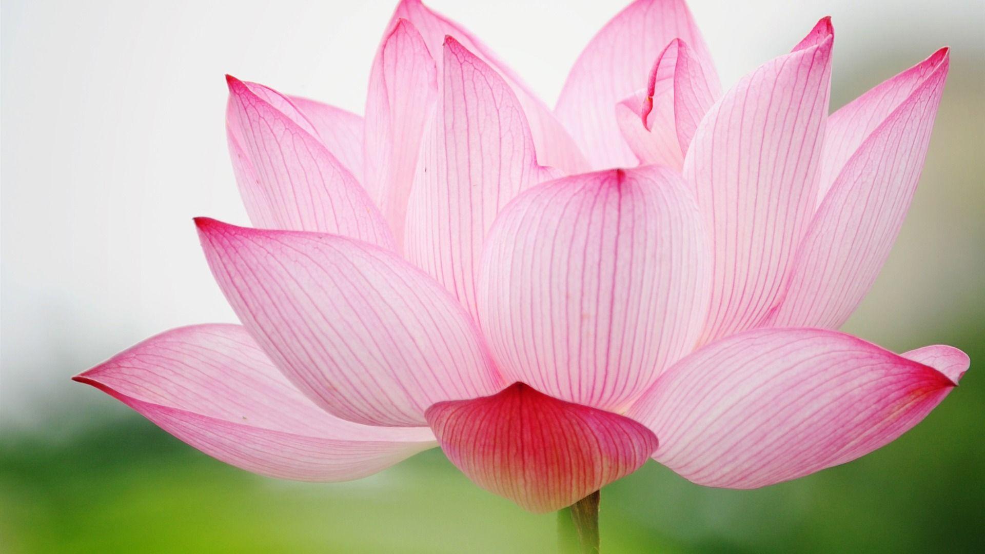 1920x1080 Lotus Wallpaper
