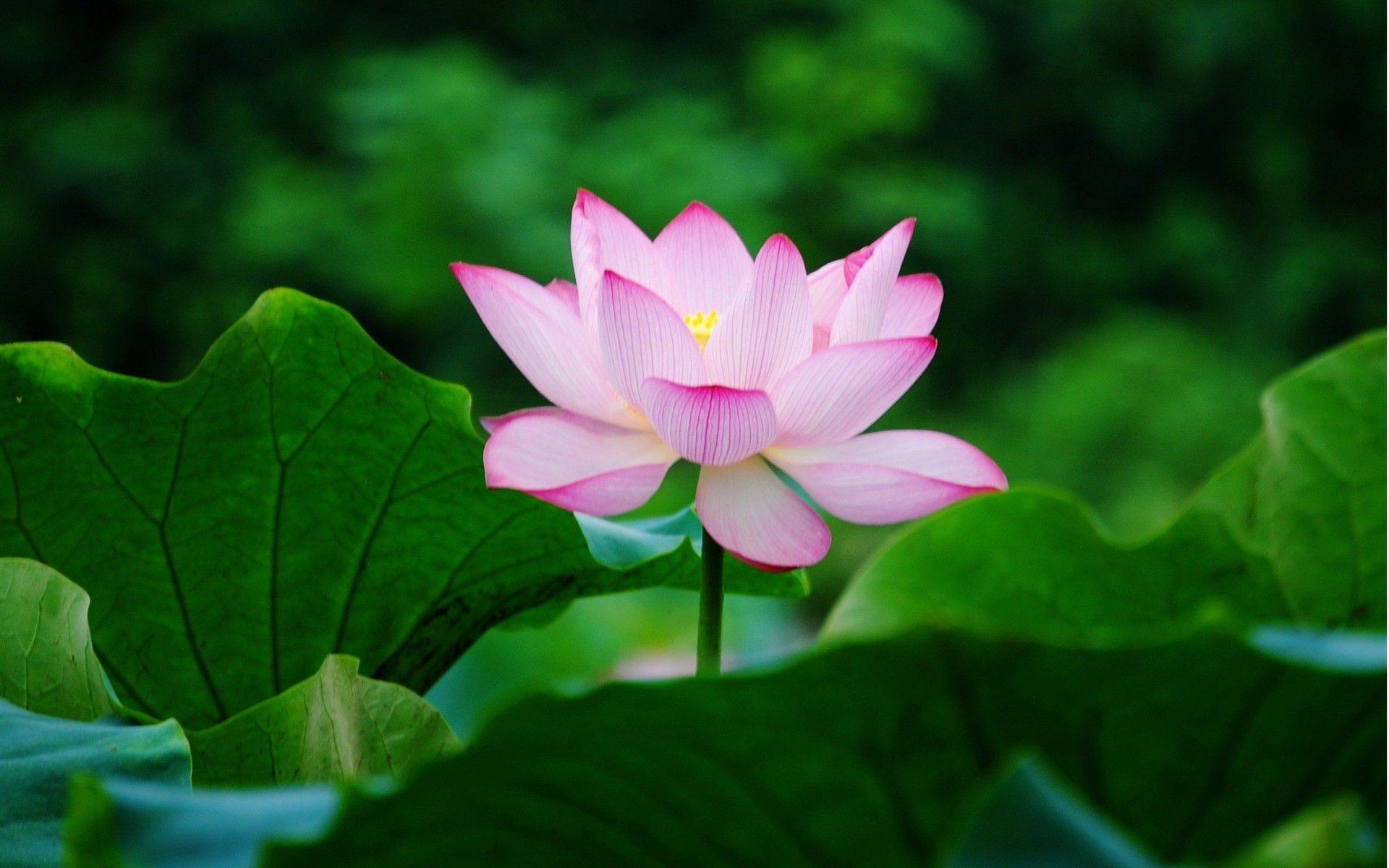 1920x1200 Lotus HD Wallpaper