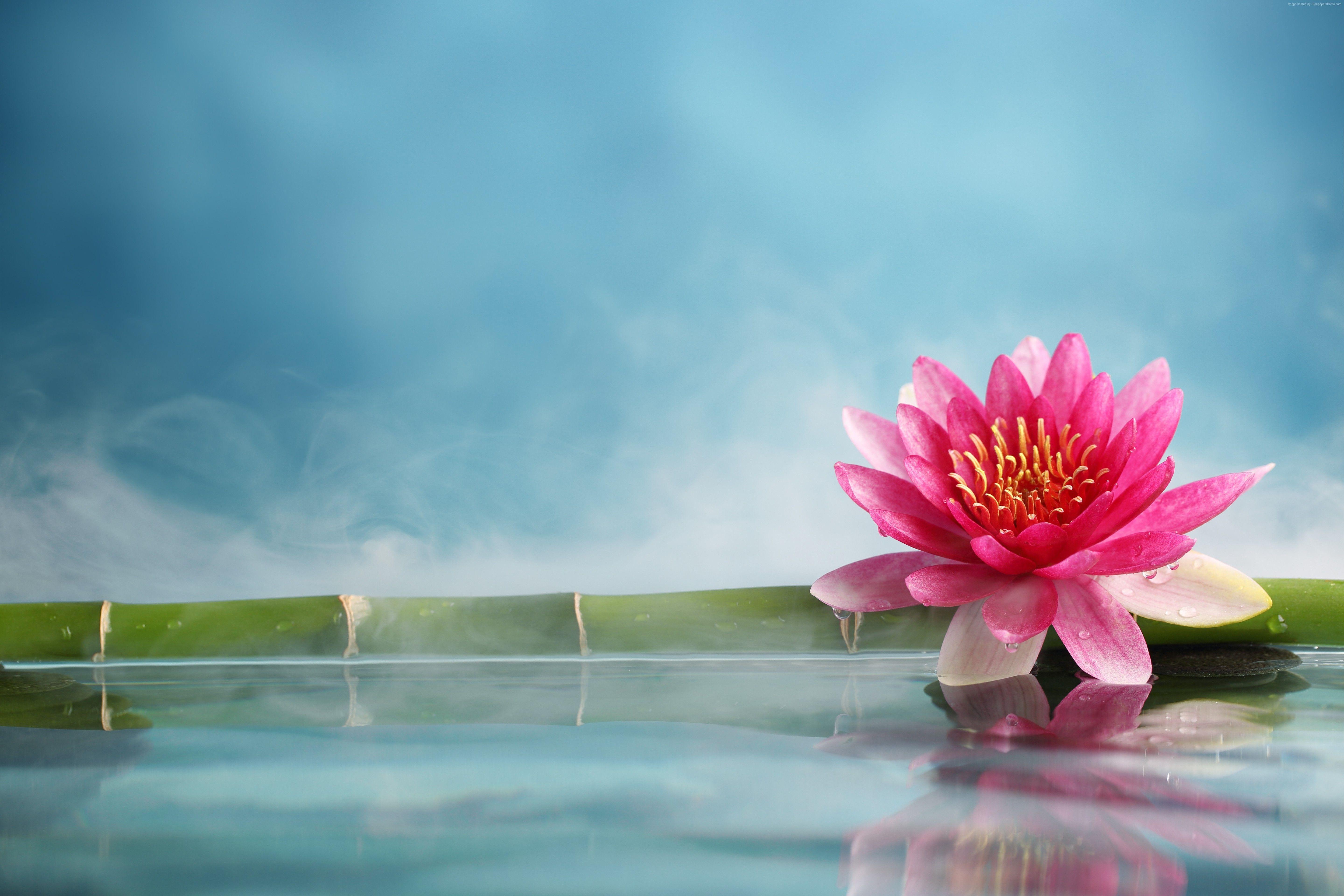 5760x3840 #water, #natural, #spirituality, #lotus, #zen