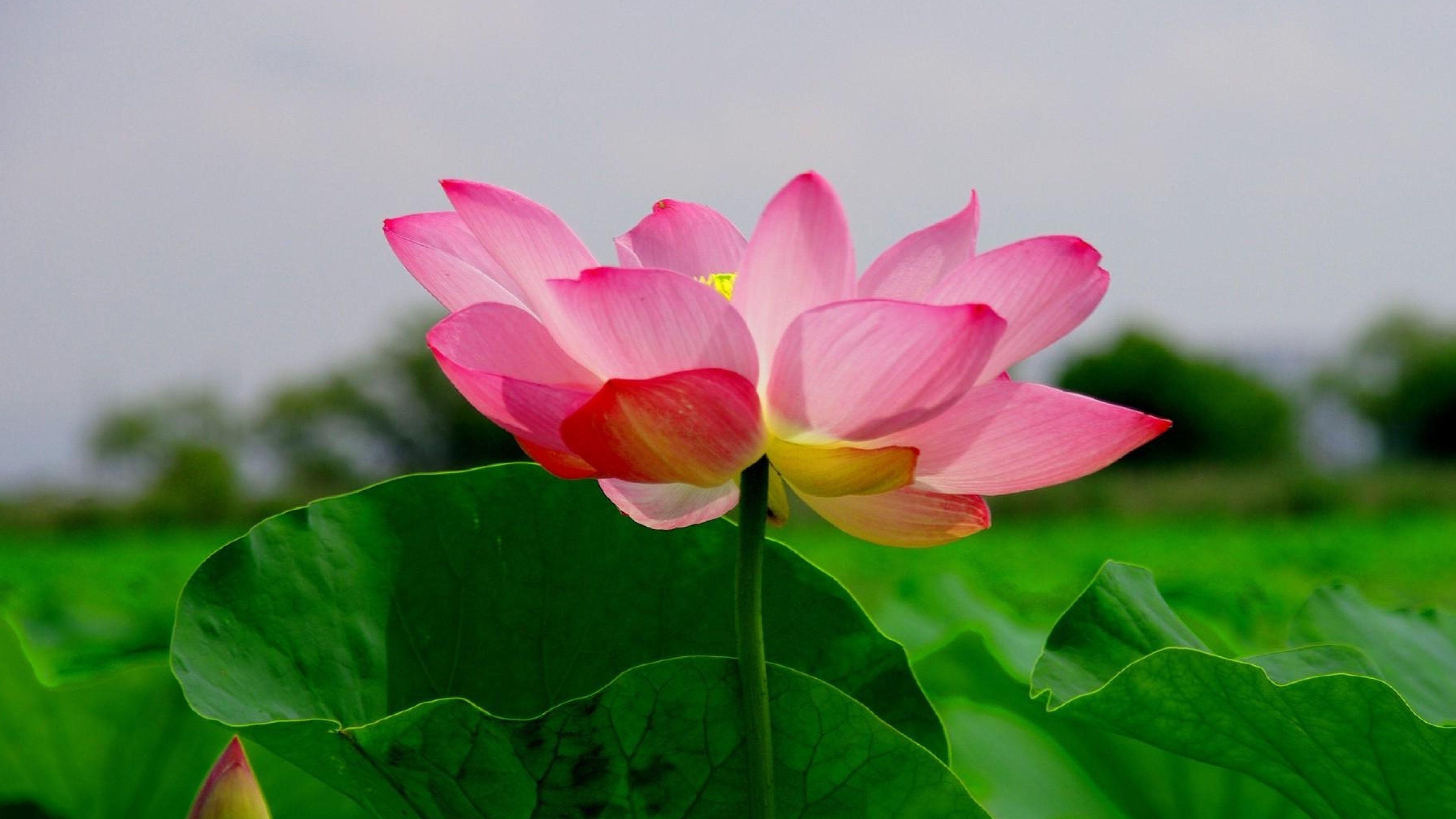 3840x2160 Wallpaper Flowers, 5k, 4k wallpaper, 8k, spring, art, Art