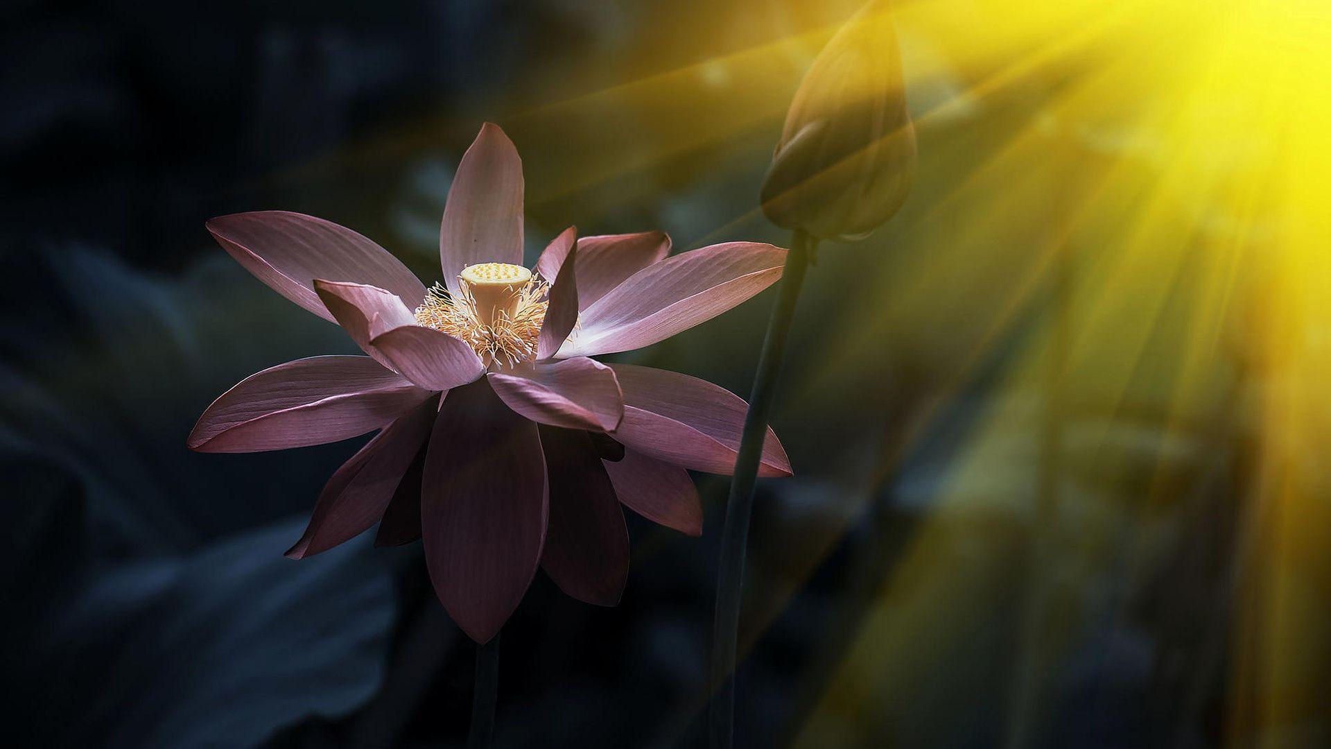1920x1080 Lotus wallpaper Gallery