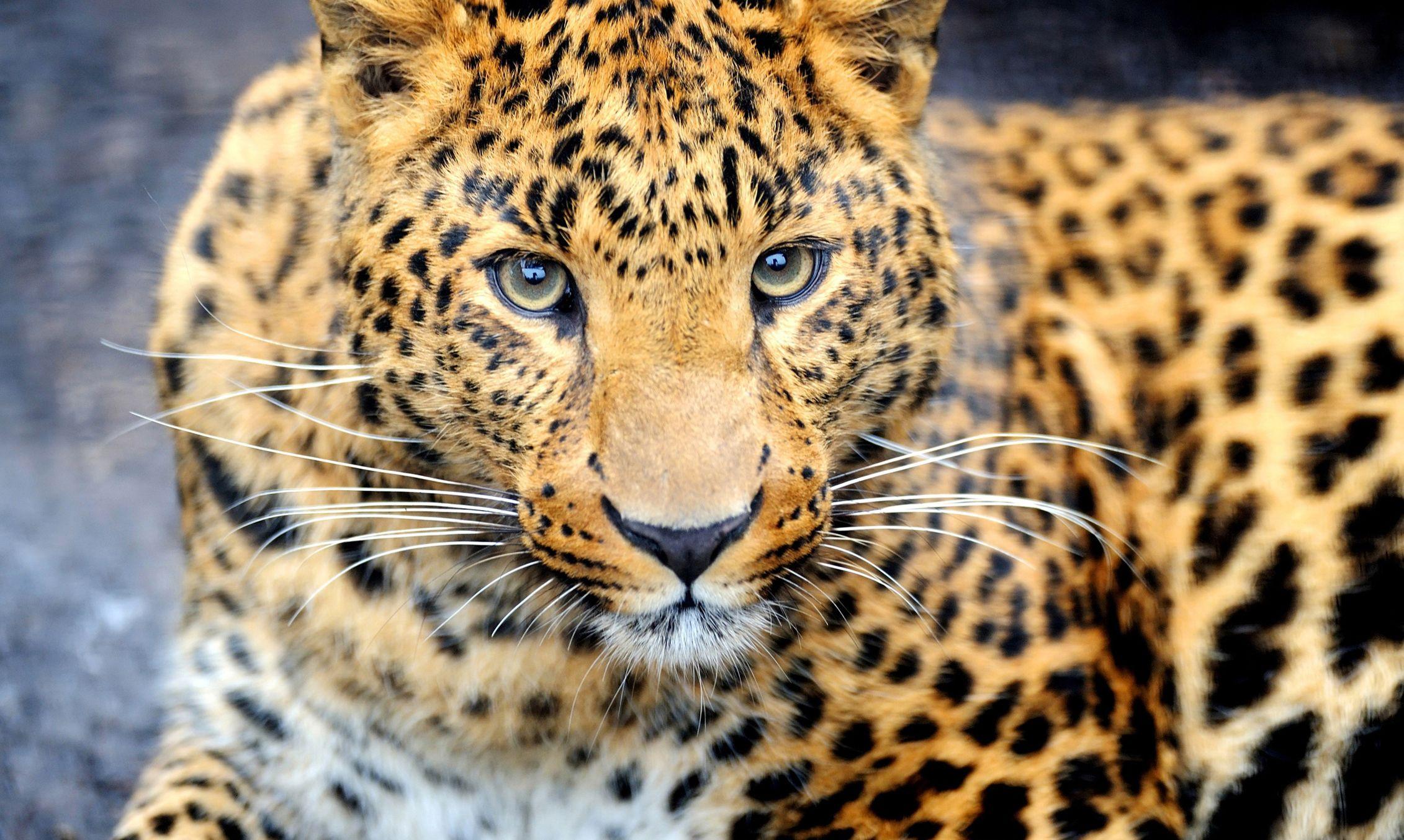 Animal Laptop Wallpapers Top Free Animal Laptop Backgrounds Animal Laptop Wallpapers Top Free Animal Laptop Backgrounds