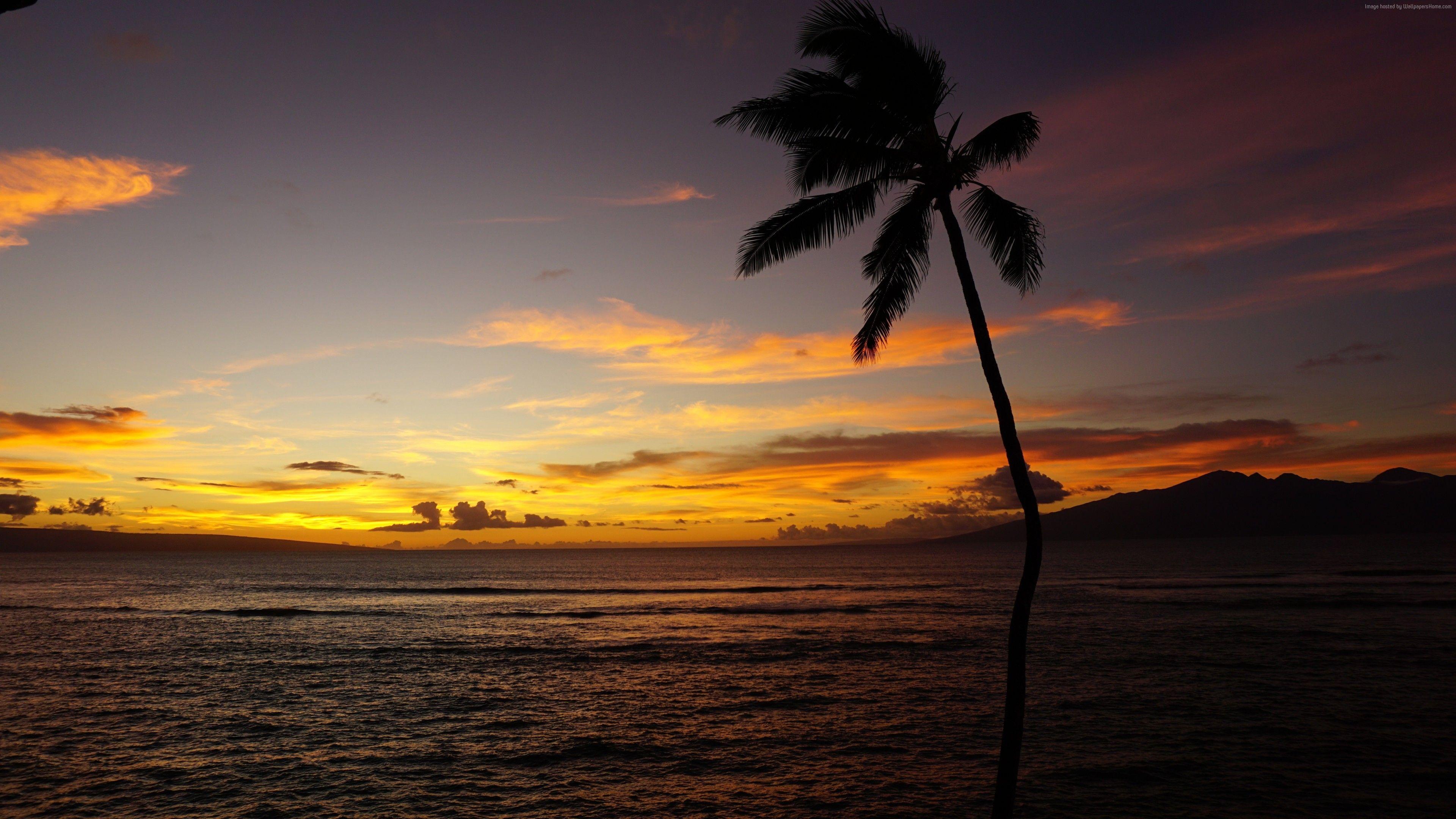 3840x2160 Hình nền Maui, Hawaii, đại dương, lòng bàn tay, Hoàng hôn, 5k, Thiên nhiên