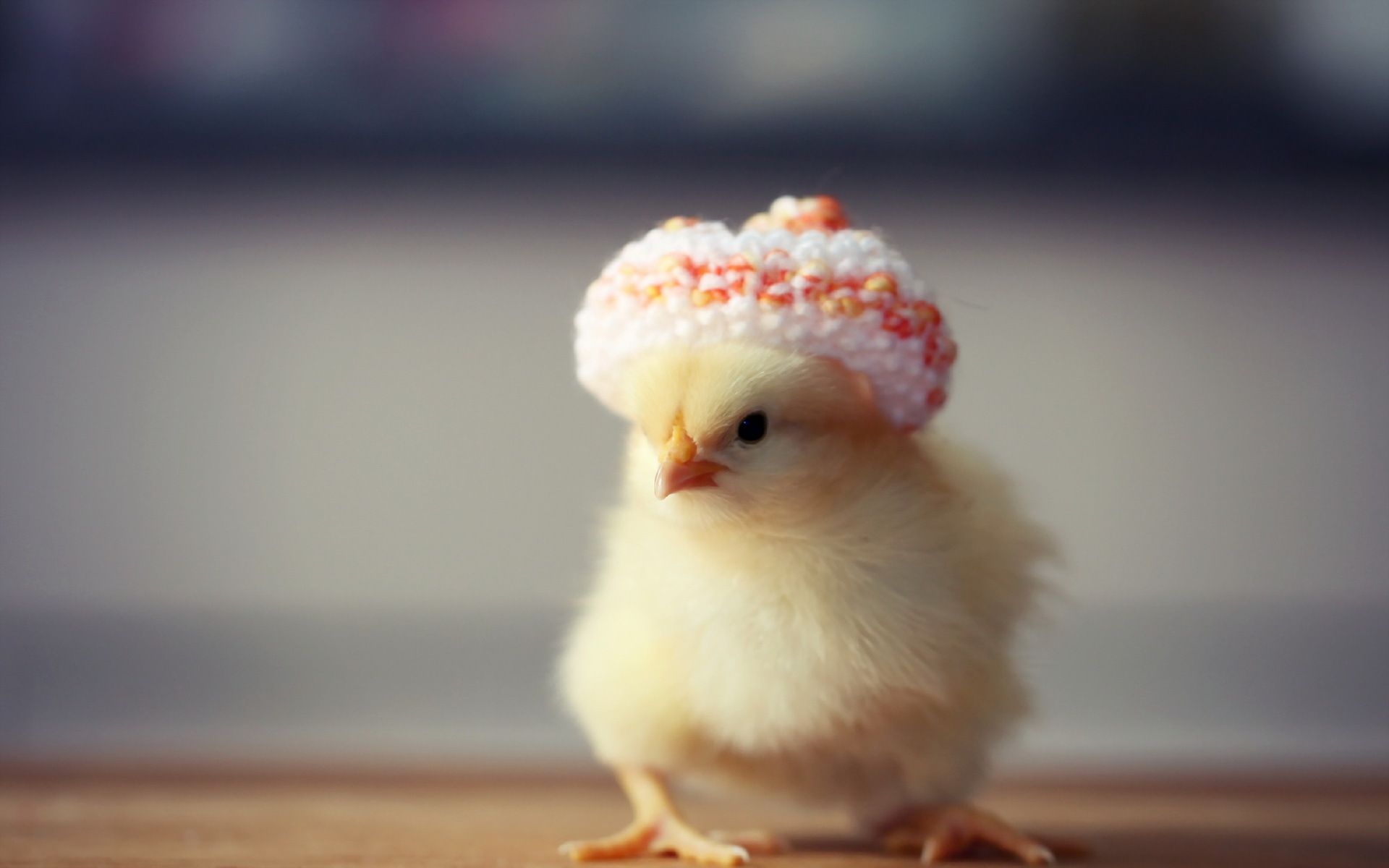 1920x1200 Adorable Chick with Sweet Donut Hat Animal Wallpaper