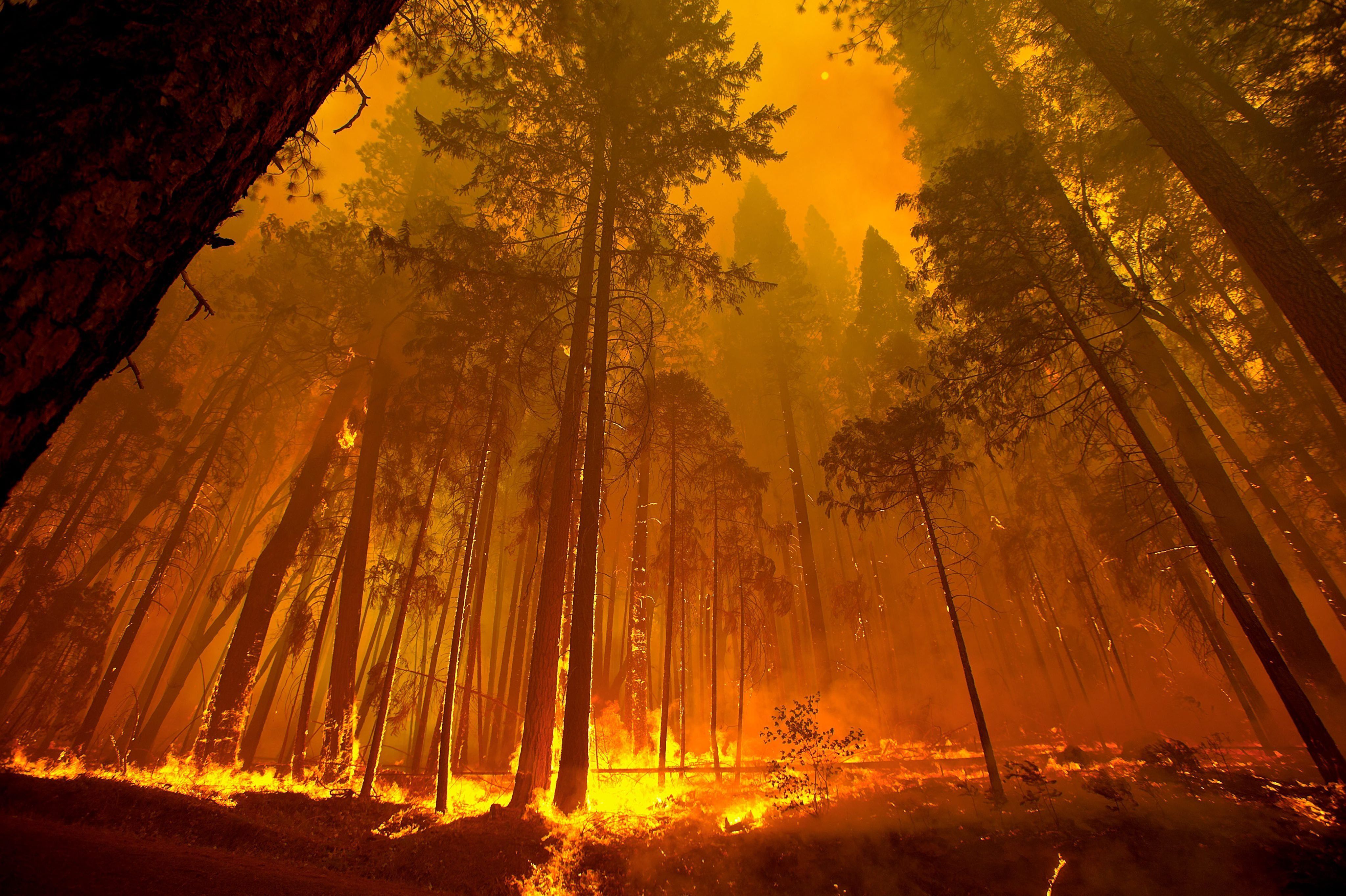 Fire Tree Wallpapers - Top Free Fire Tree Backgrounds - WallpaperAccess
