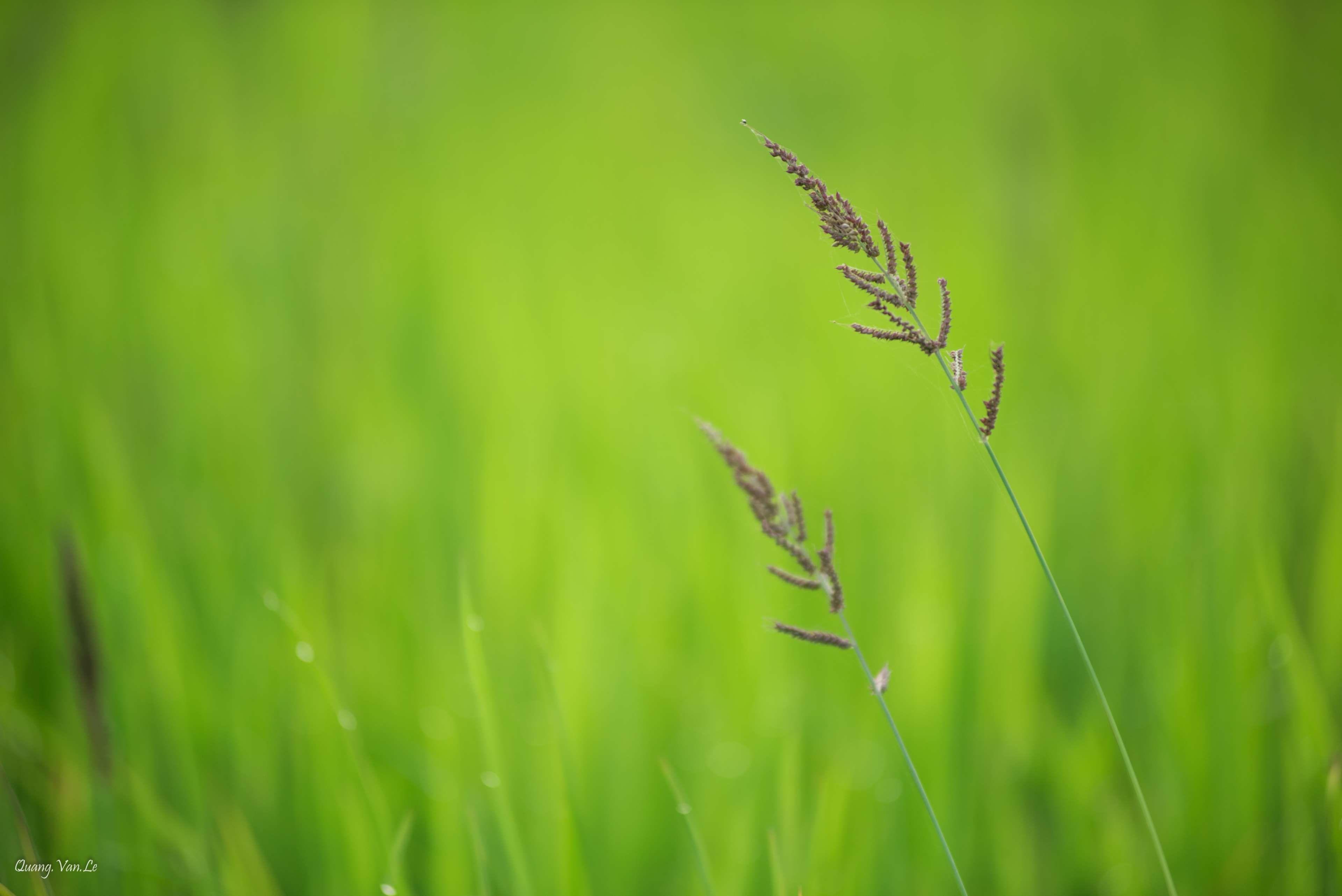 3840x2563 4K Nature HD wallpaper nature vietnam 4k HD Wallpaper
