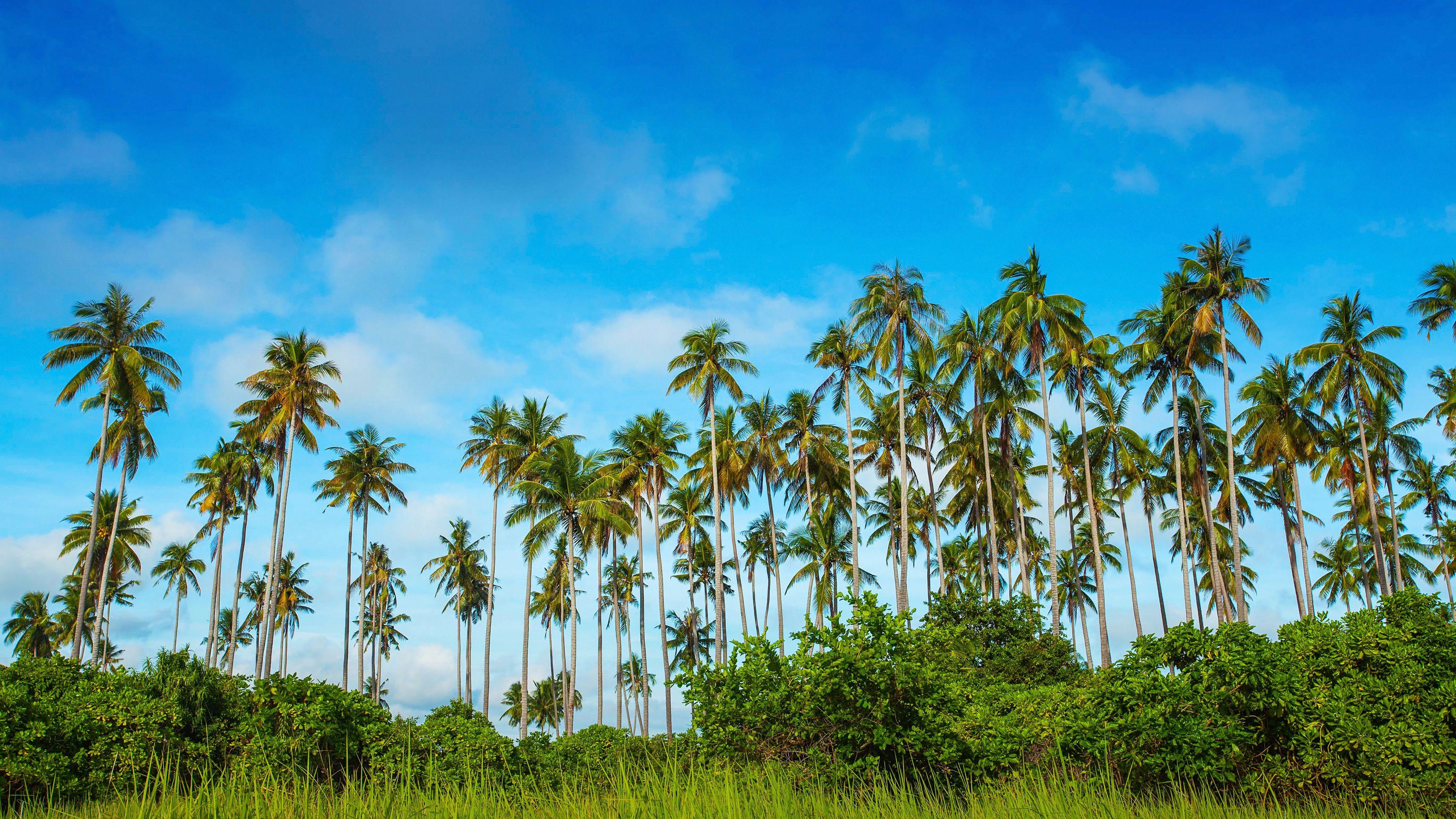 3840x2160 Wallpaper Malaysia, Bohey Dulang Island, palm trees, grass