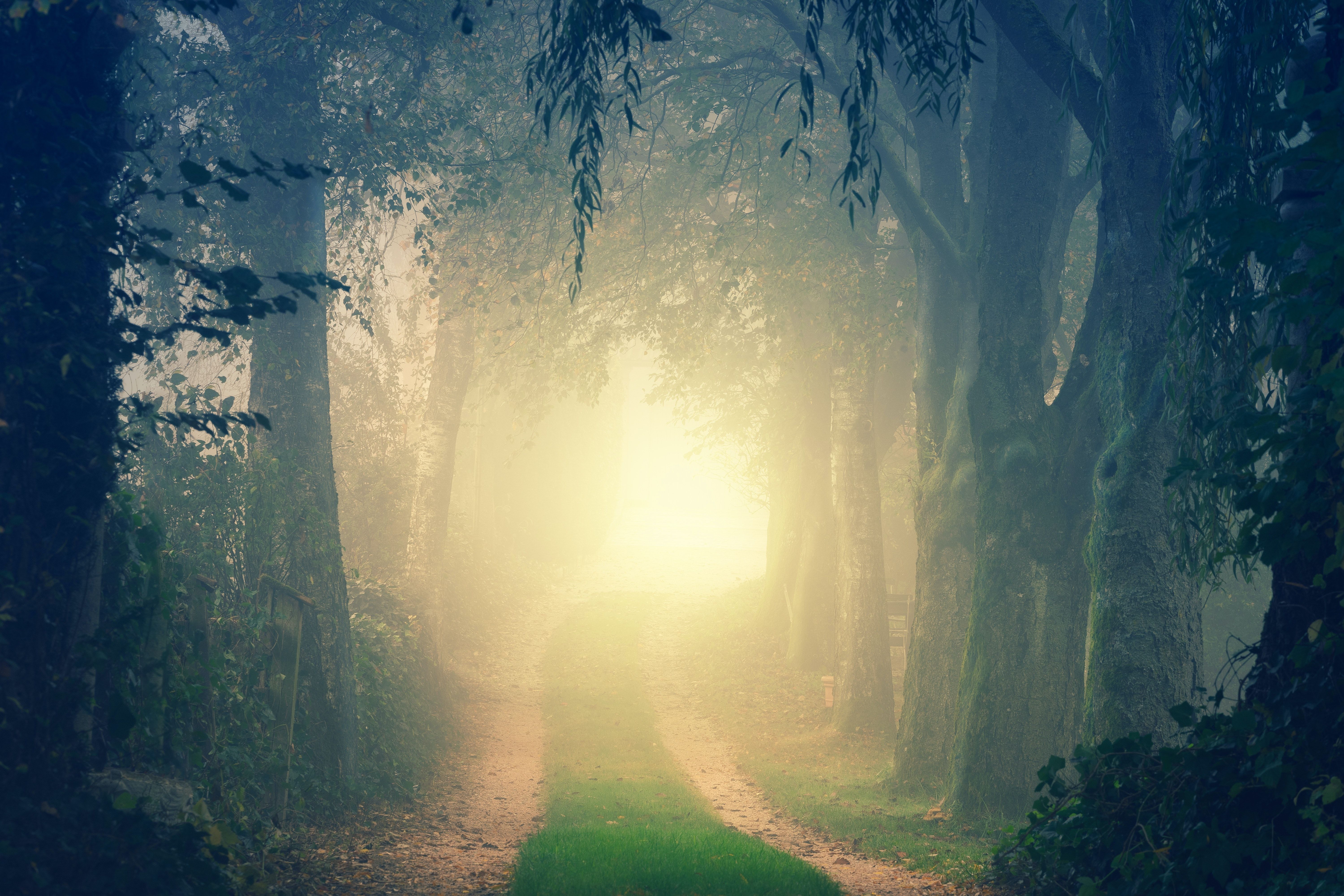 6000x4000 Foggy Wallpaper 4K, Path, Forest