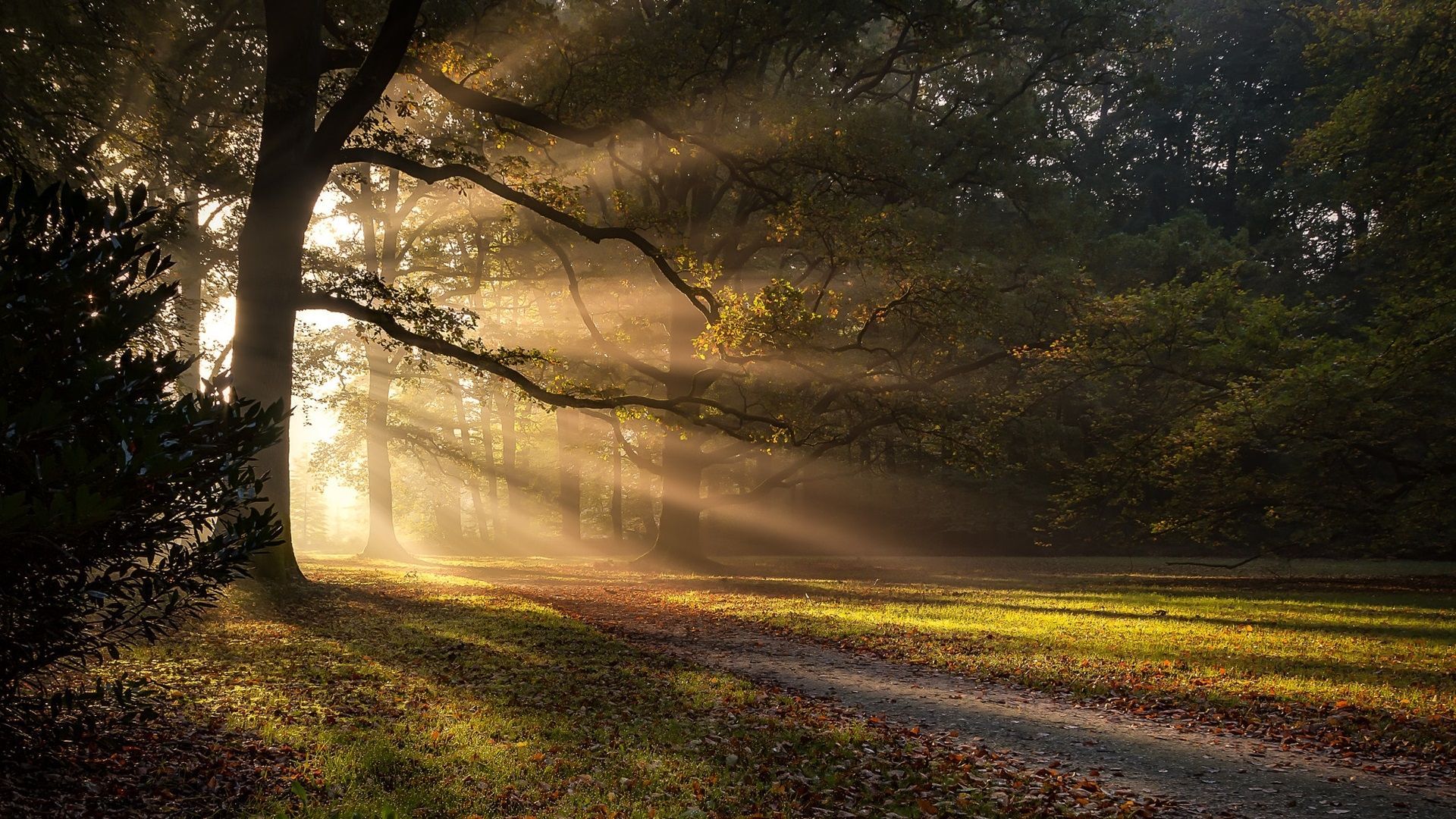 1920x1080 morning lightHD wallpaper, background