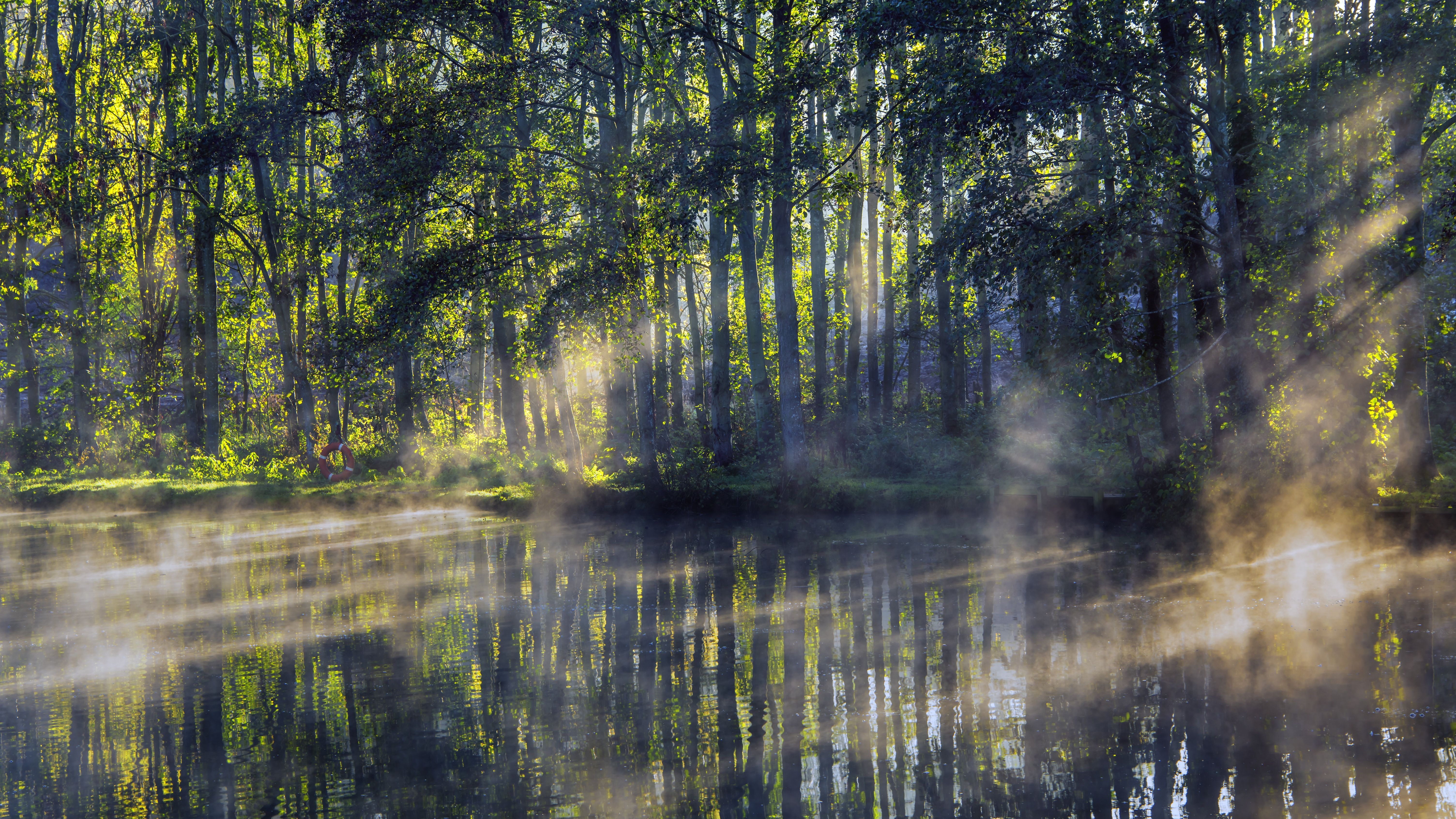 6016x3384 Woodland Wallpaper 4K, Forest