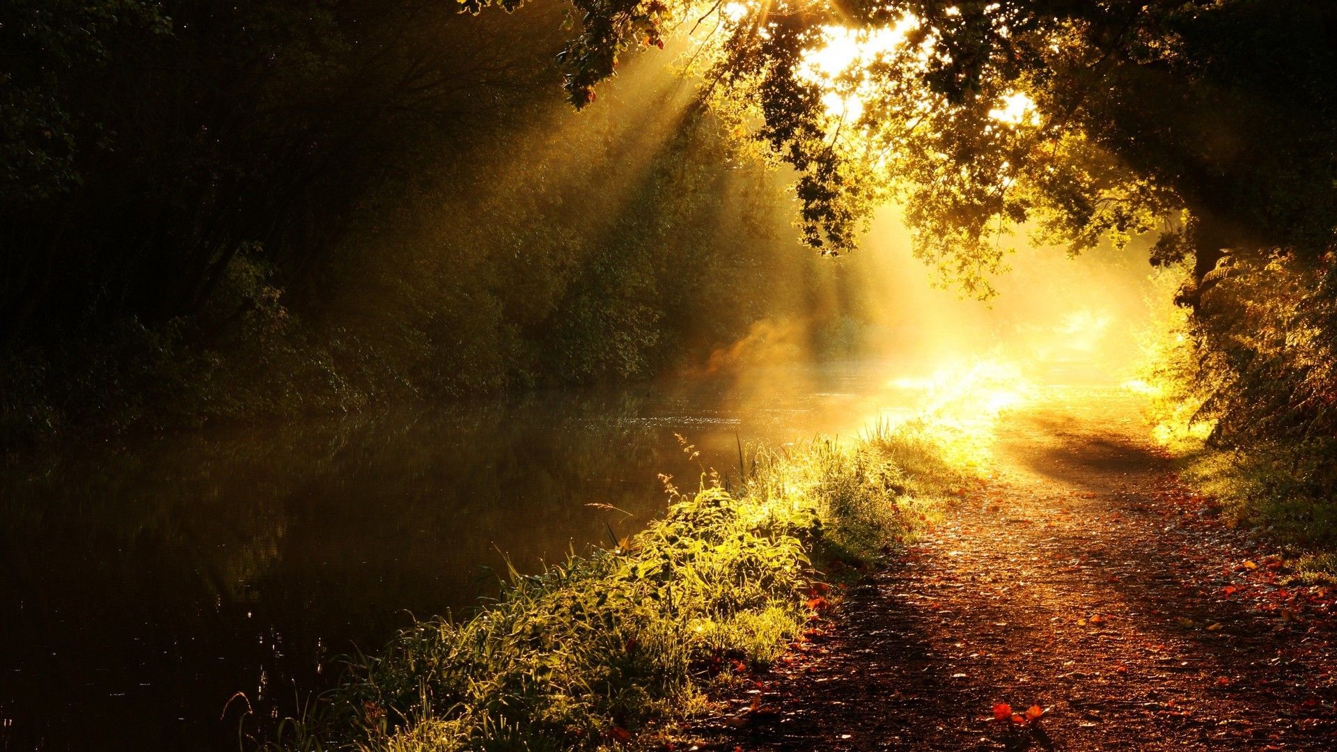 1920x1080 sun, rays, glow, river, branches, tree