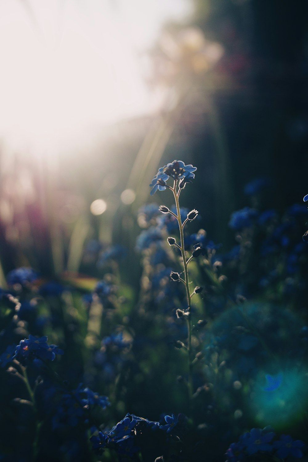 1000x1496 Beautiful Light Picture. Download