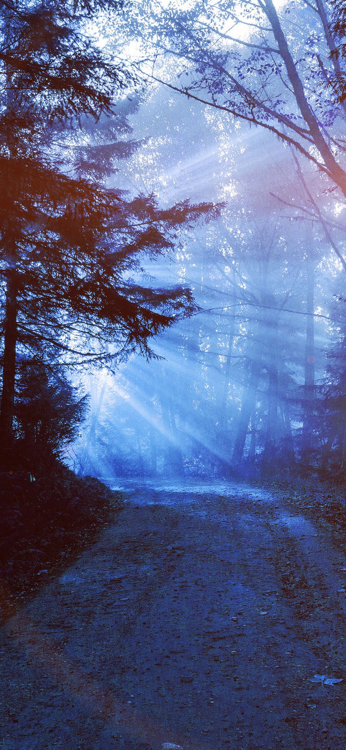 1125x2436 Sunny Road Wood Forest Light Tree