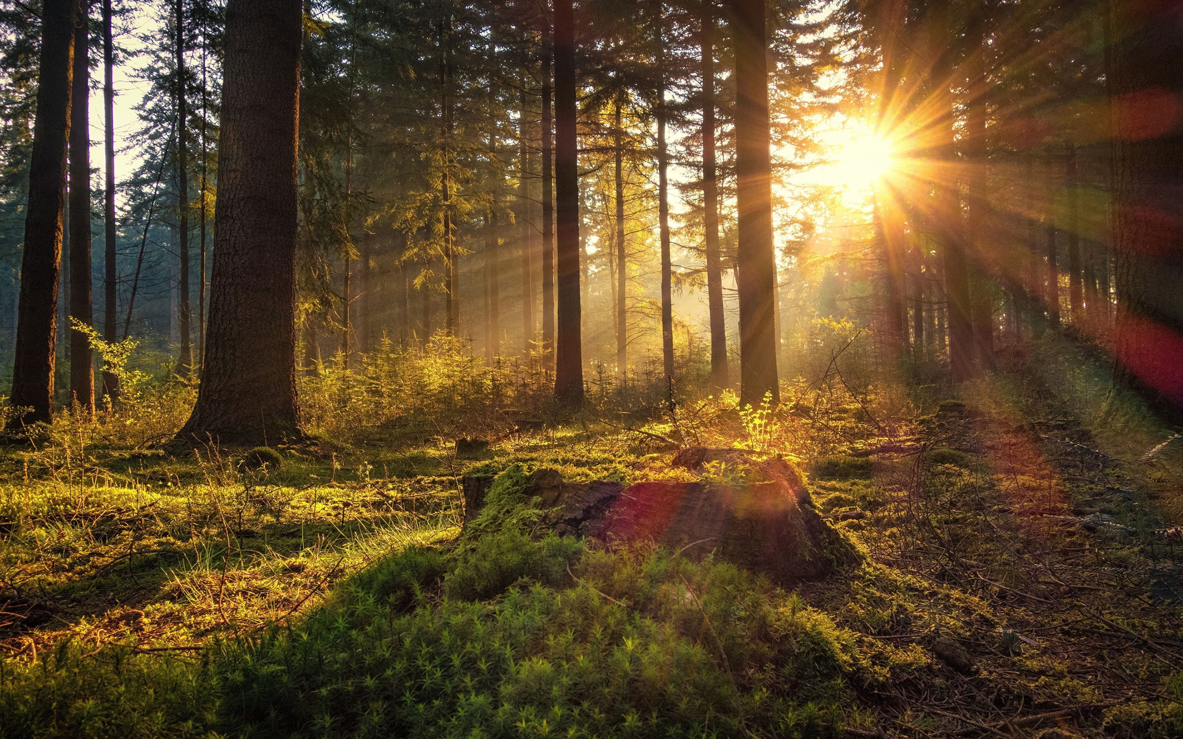 3840x2400 Germany Sun Nature forest Morning 3840x2400