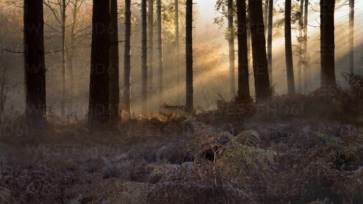 1232x693 Forest morning light, trees and fern