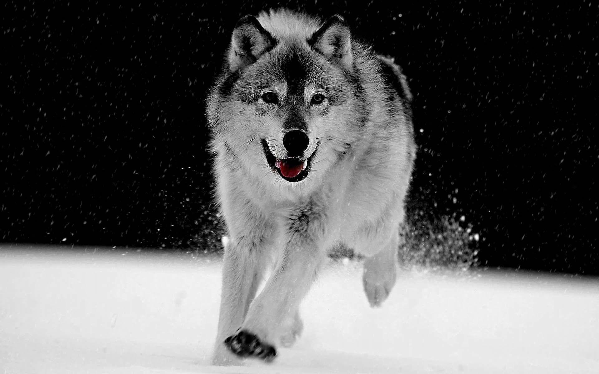 1920x1200 Running Wolf. HD Animals and Birds Wallpaper for Mobile and Desktop