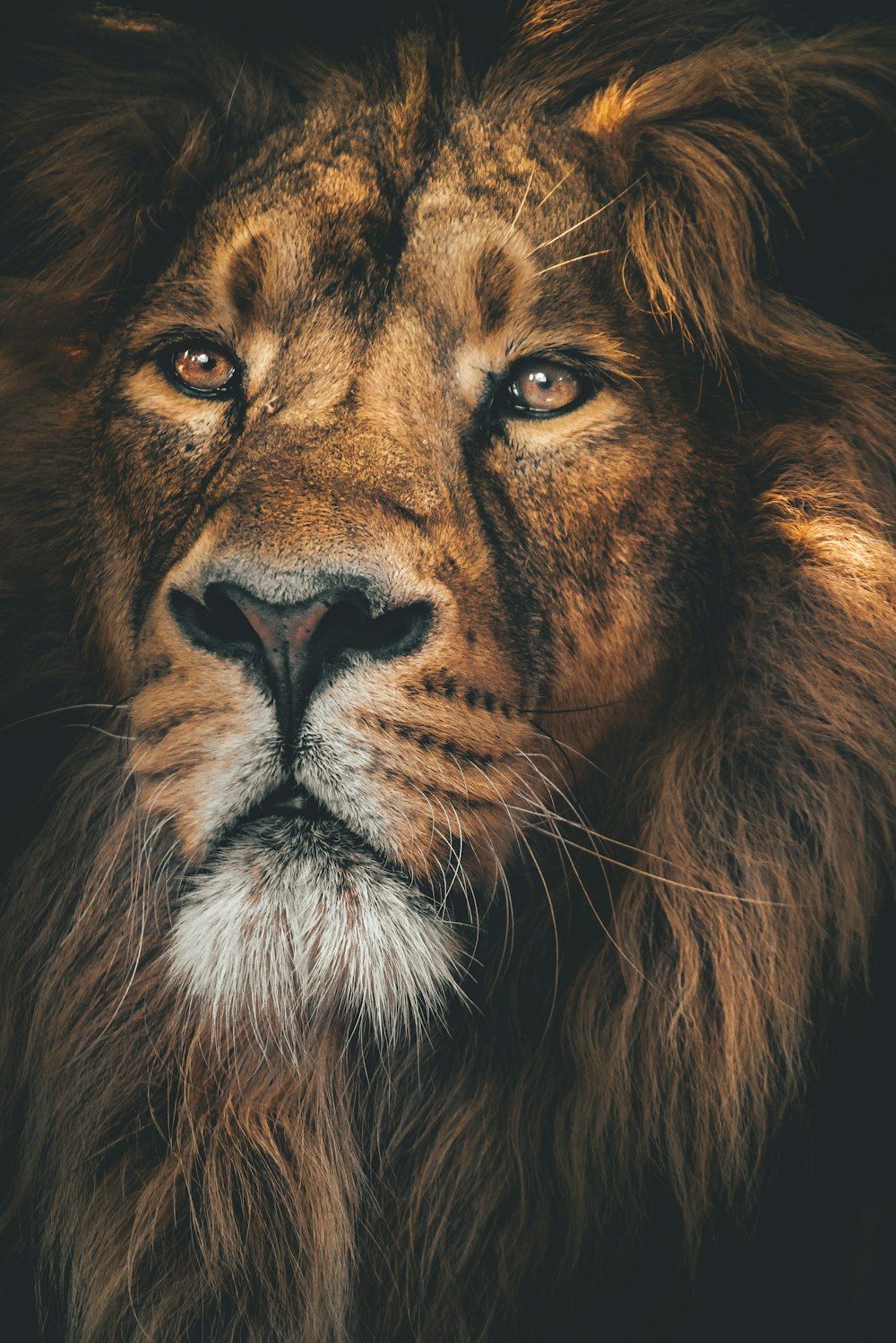 1000x1499 Lion Wallpaper: Free HD Download