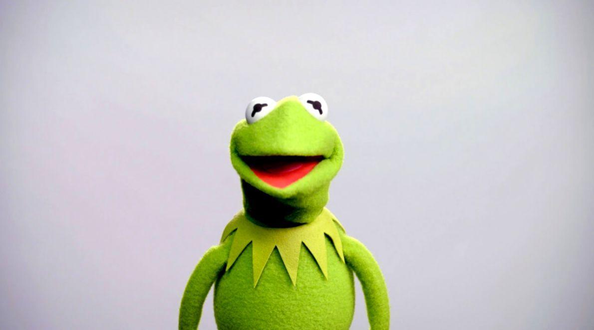 Kermit the Frog Wallpapers Top Free Kermit the Frog Backgrounds