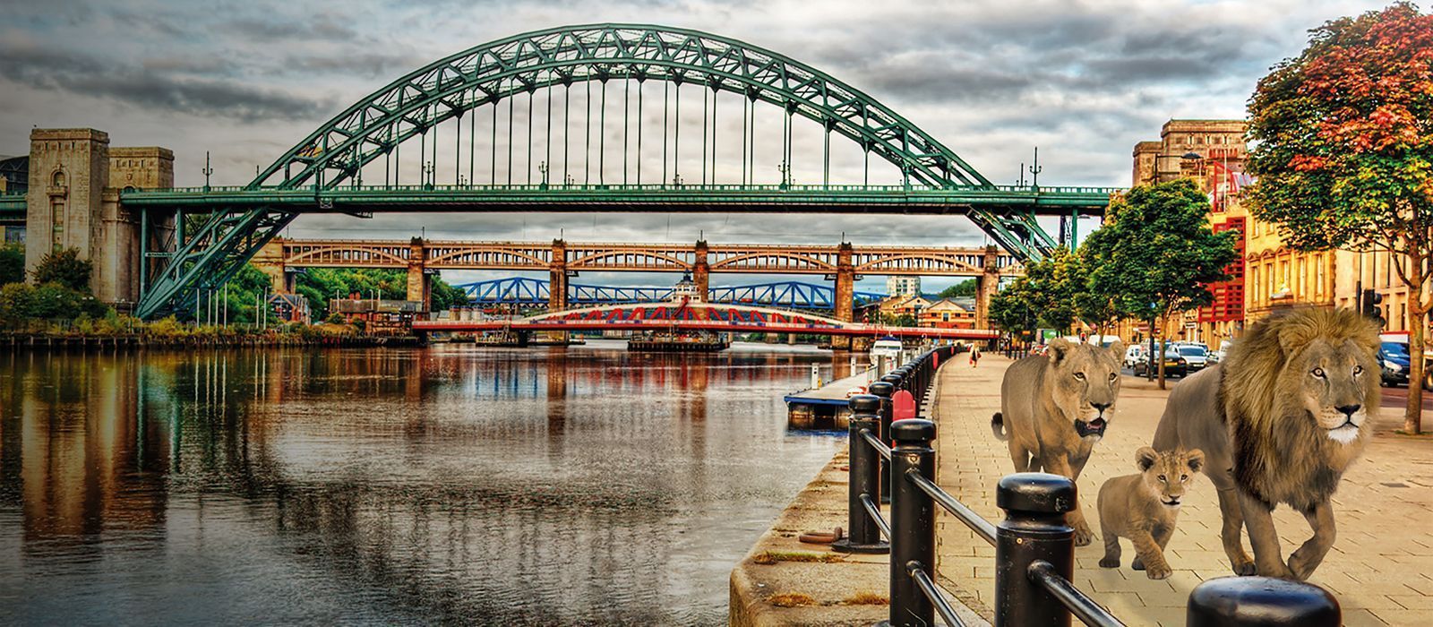 1600x700 Lions to newcastle!