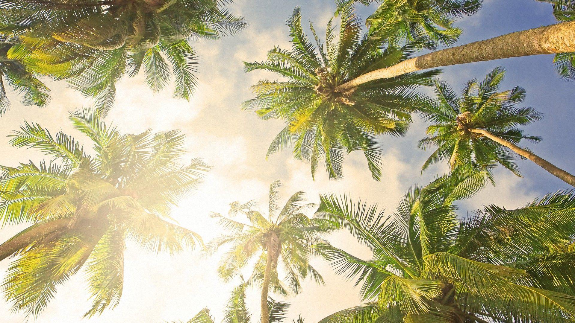 Palm Tree Desktop Wallpapers - Top Free Palm Tree Desktop Backgrounds ...