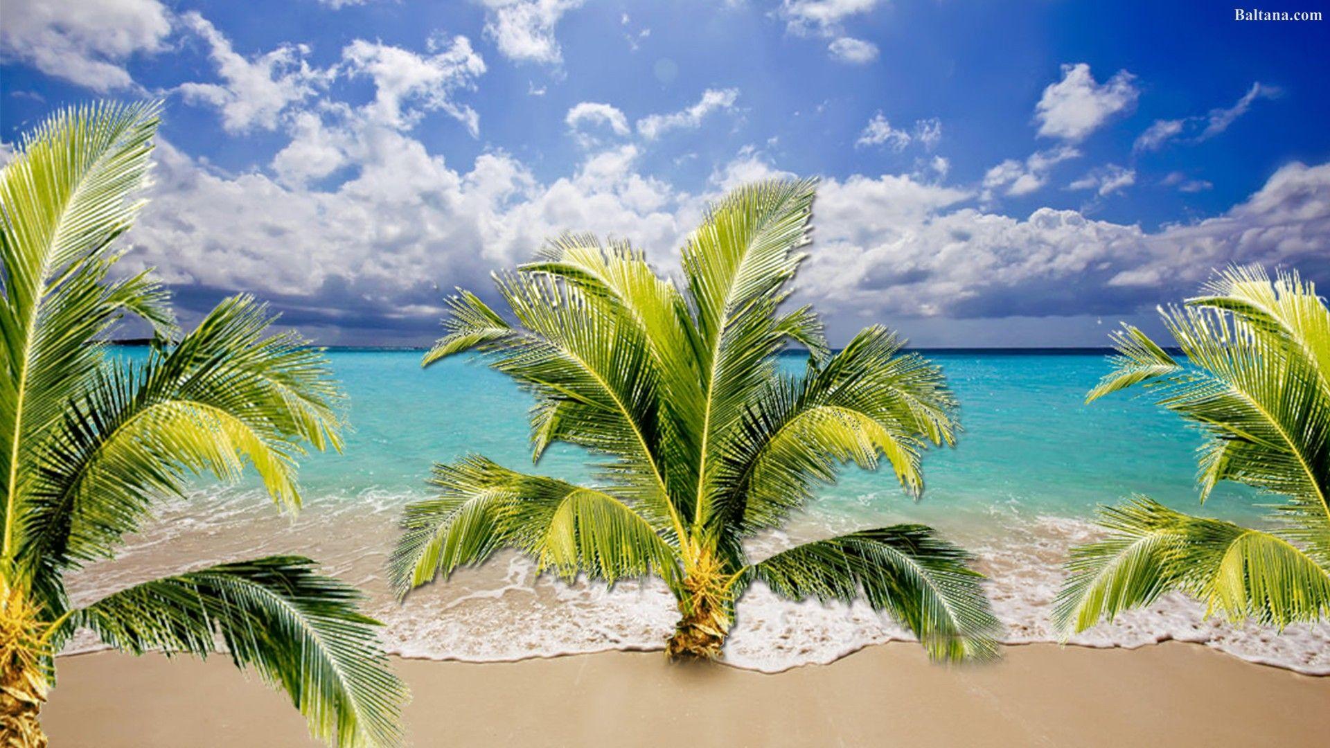 Palm Tree Desktop Wallpapers Top Free Palm Tree Desktop Backgrounds
