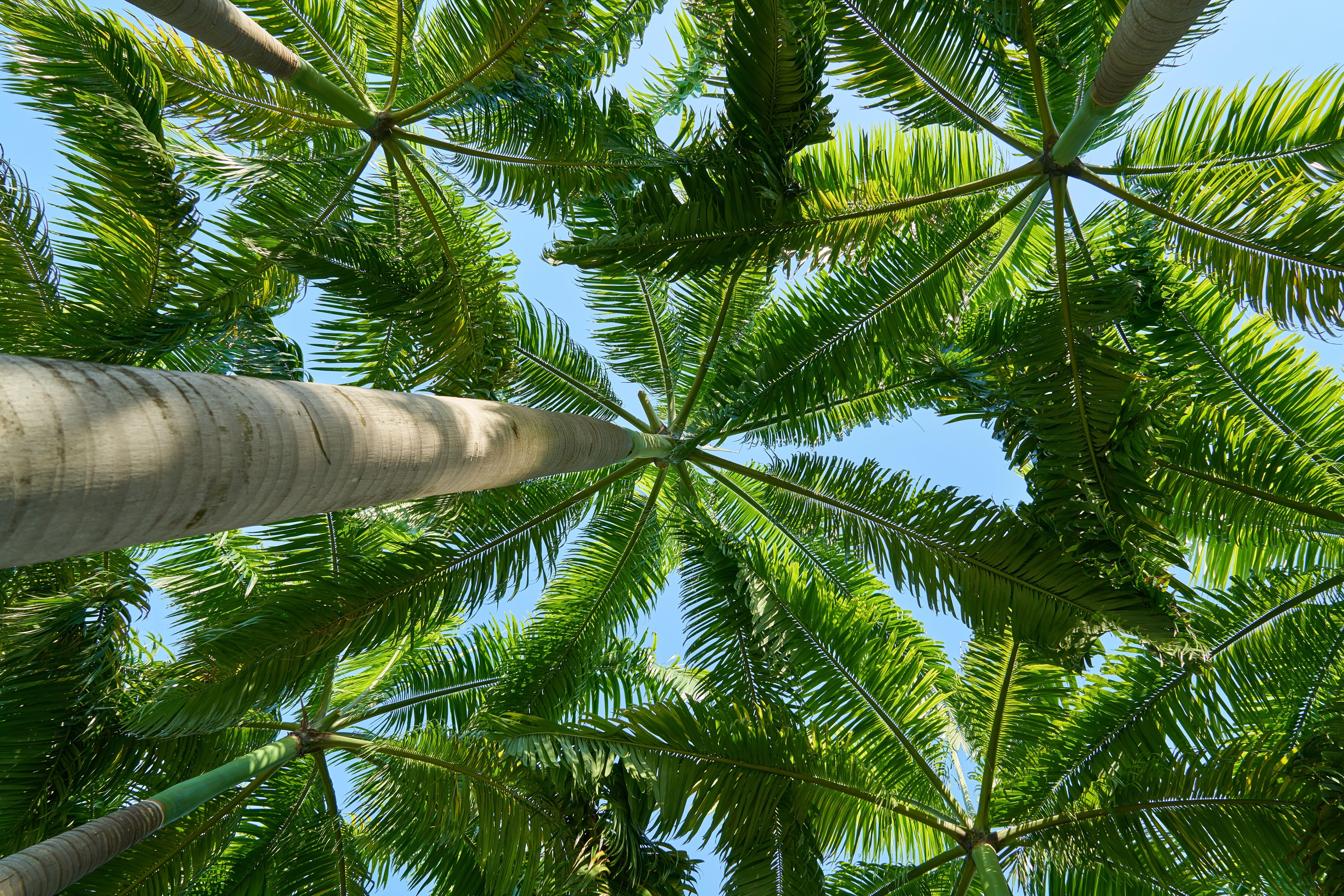 Descobrir 42+ imagem coconut tree background hd - thpthoangvanthu.edu.vn