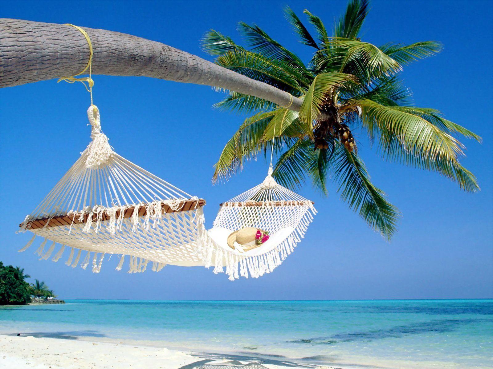 1600x1200 Palm Tree HD Wallpaper and Background Image