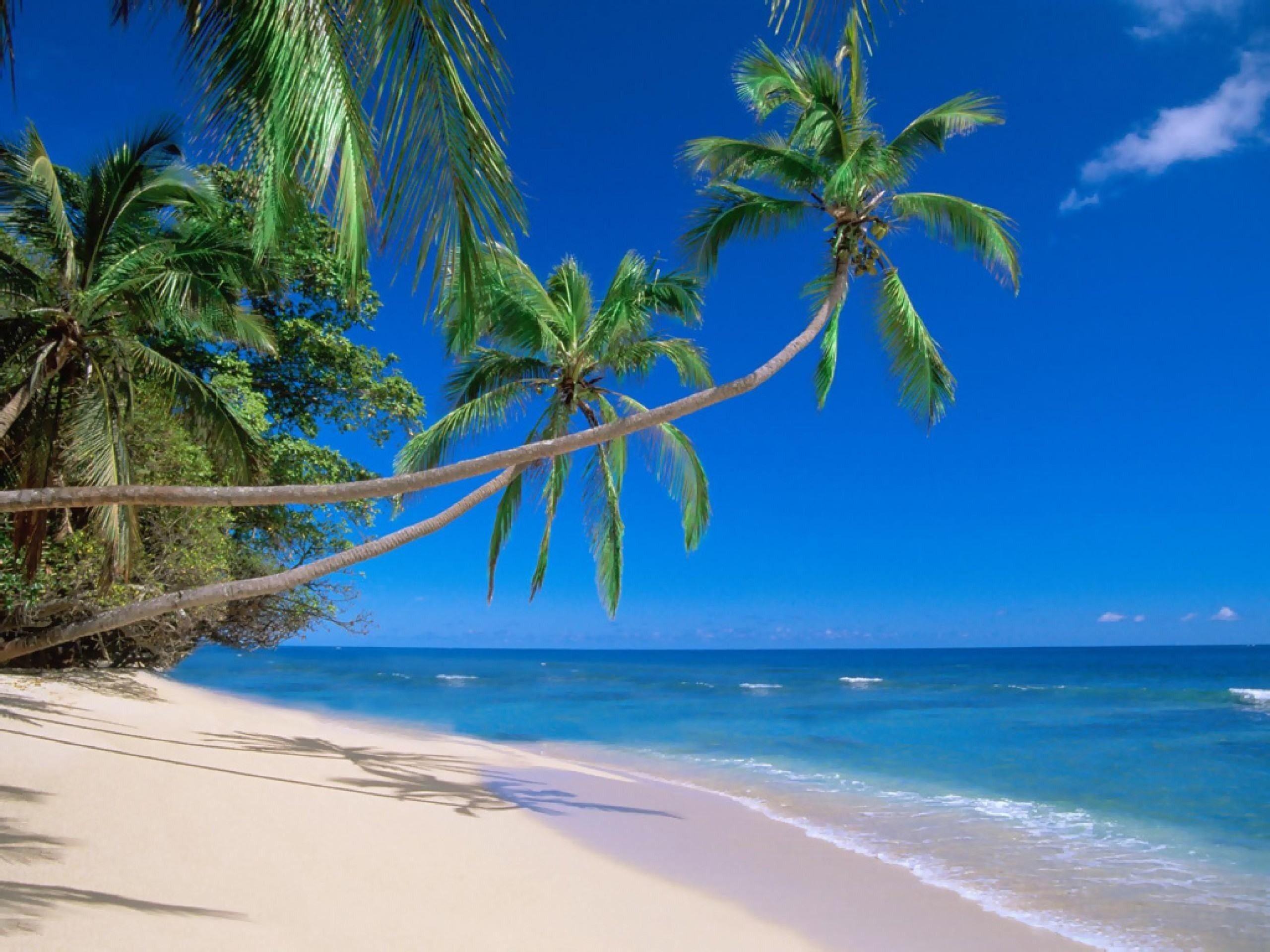 2560x1920 Palm Tree Background