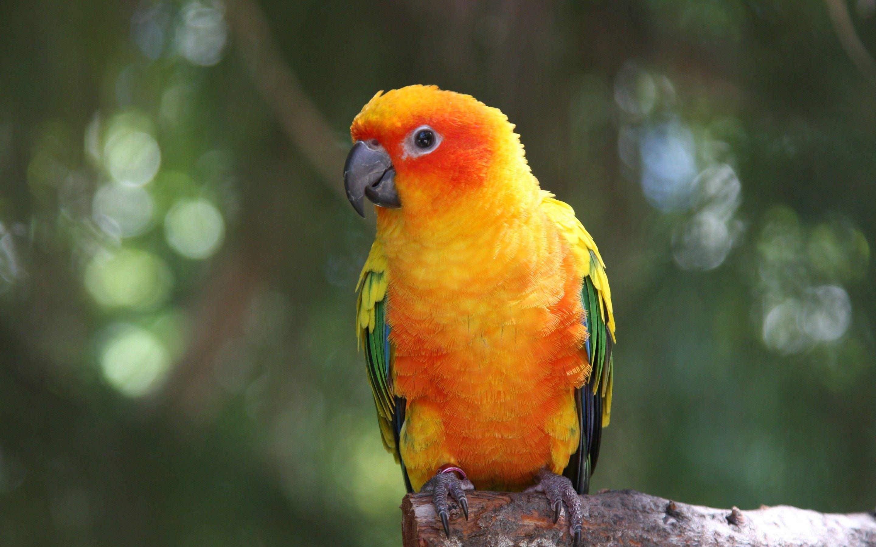 2880x1800 Parrot HD Hình nền và Hình nền