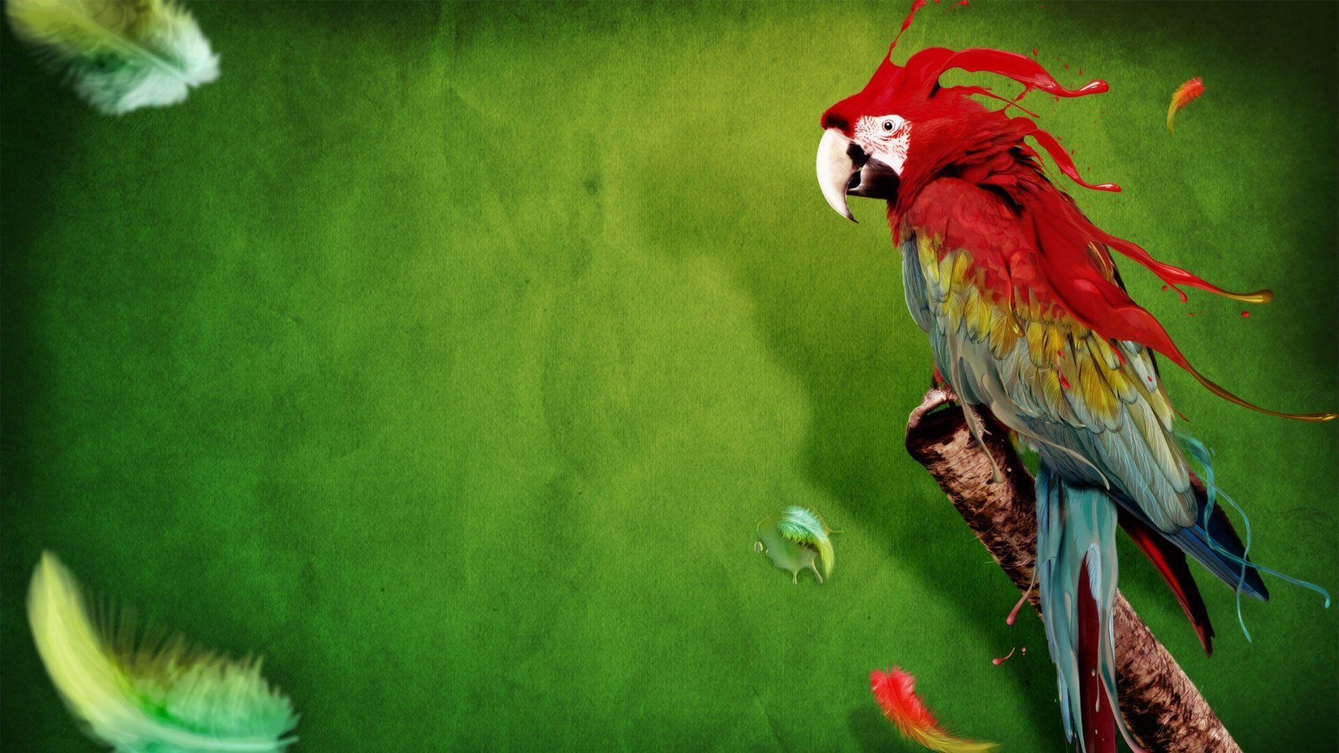 1920x1080 Pack.94: Hình nền con vẹt (1920x1080 px)