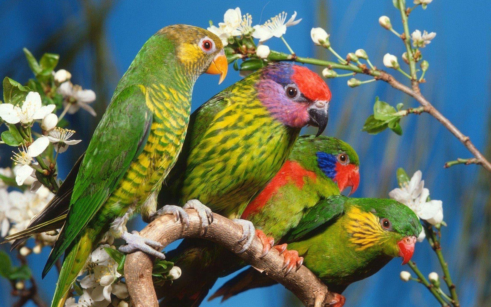 1920x1200 Parrot HD Hình nền và Hình nền