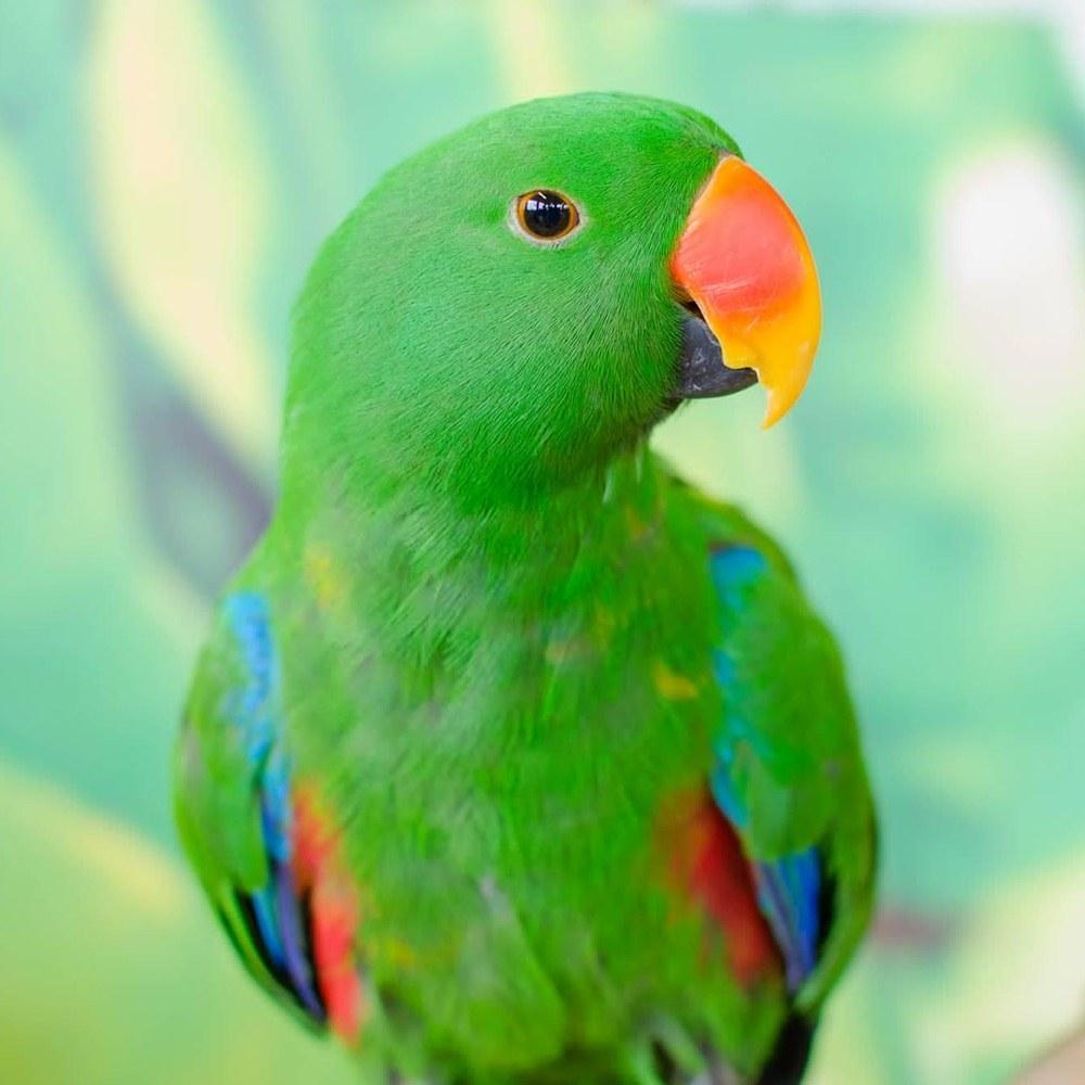 Parrot Wallpapers - Top Free Parrot Backgrounds - WallpaperAccess