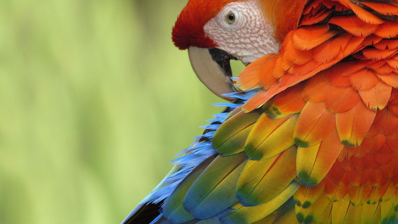 Colorful Parrot Wallpapers Top Free Colorful Parrot Backgrounds