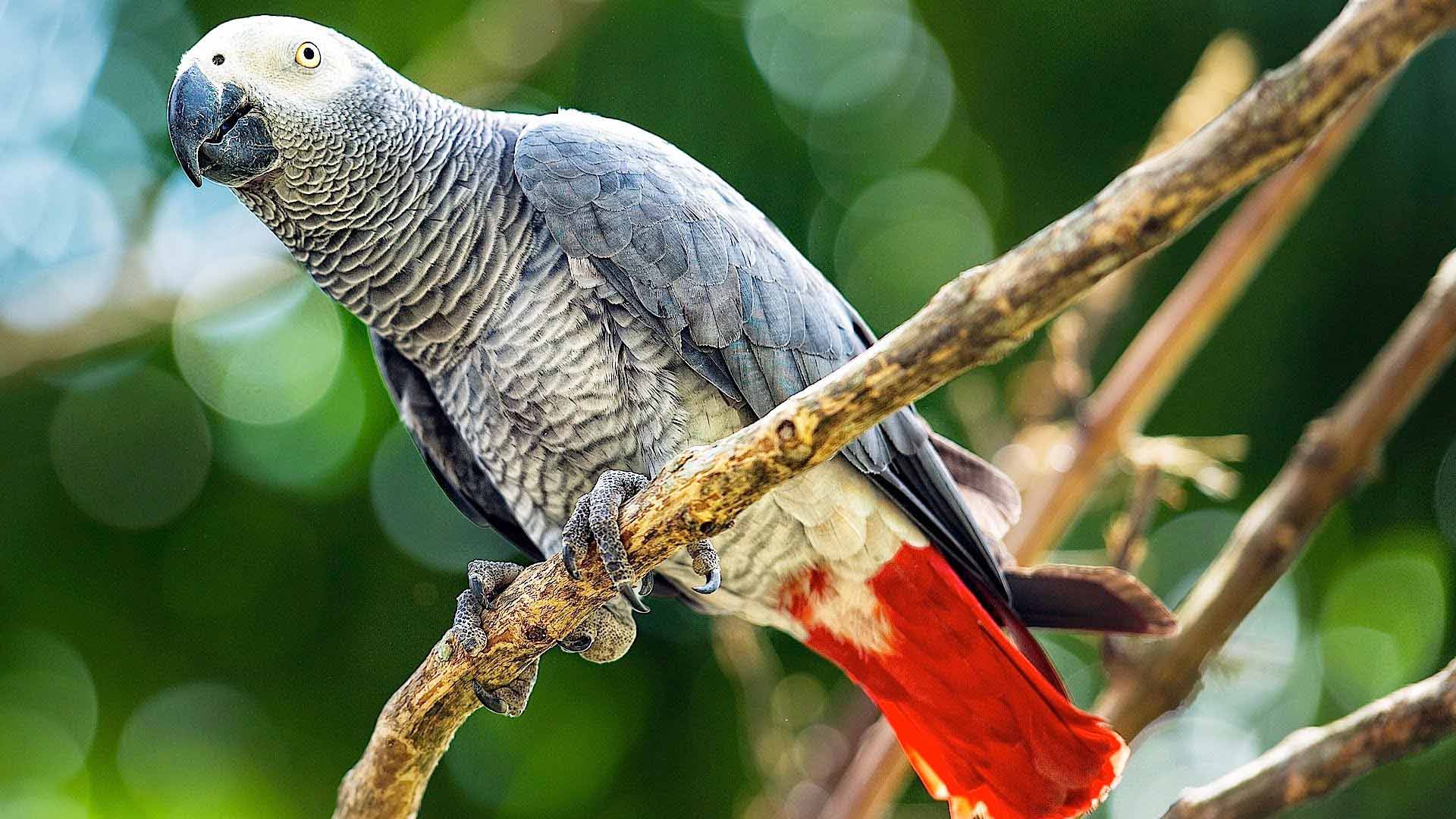1920x1080 Con vẹt xám Châu Phi Hình nền HD