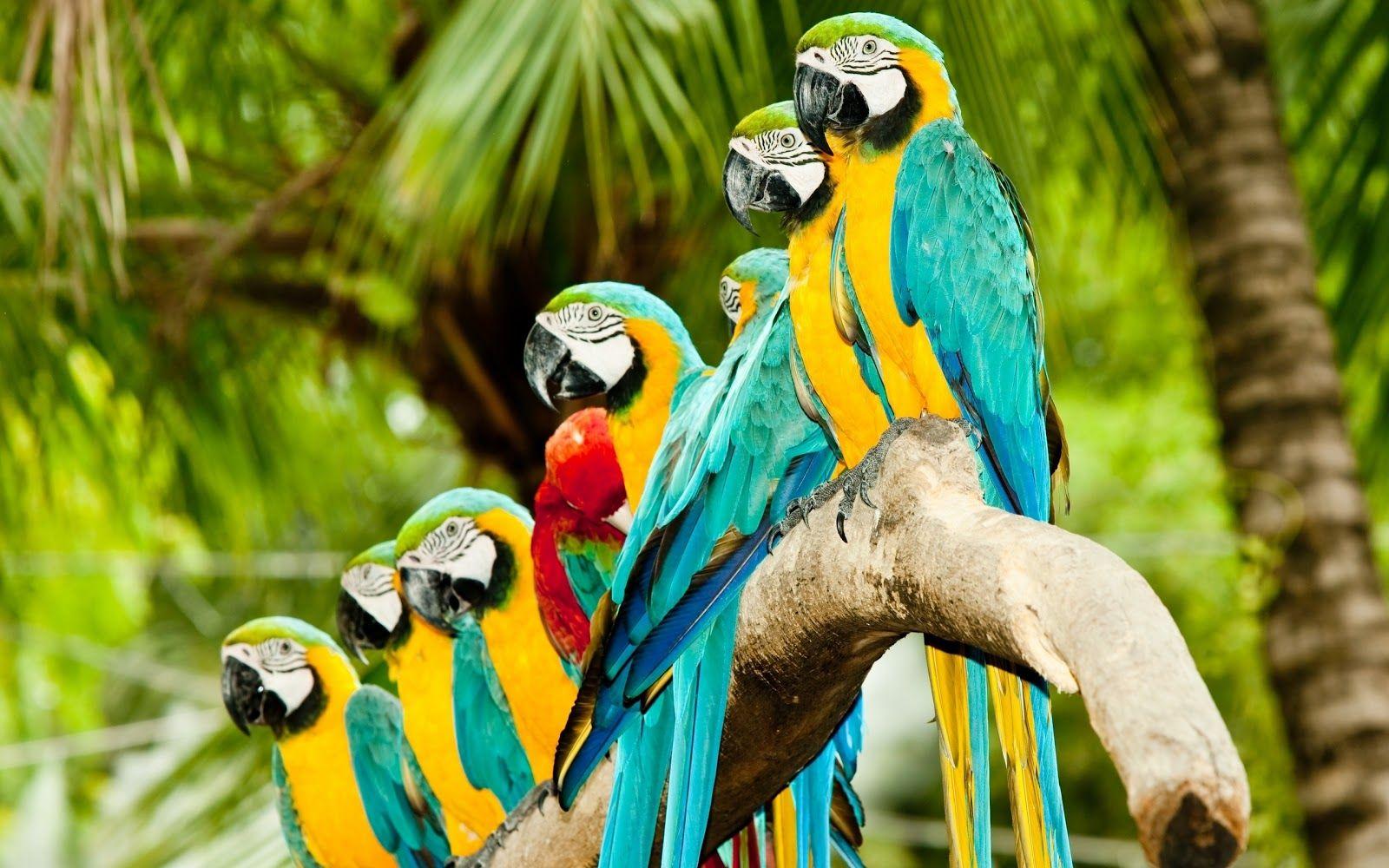 1600x1000 3D Parrot Wallpaper Group, Tải xuống miễn phí