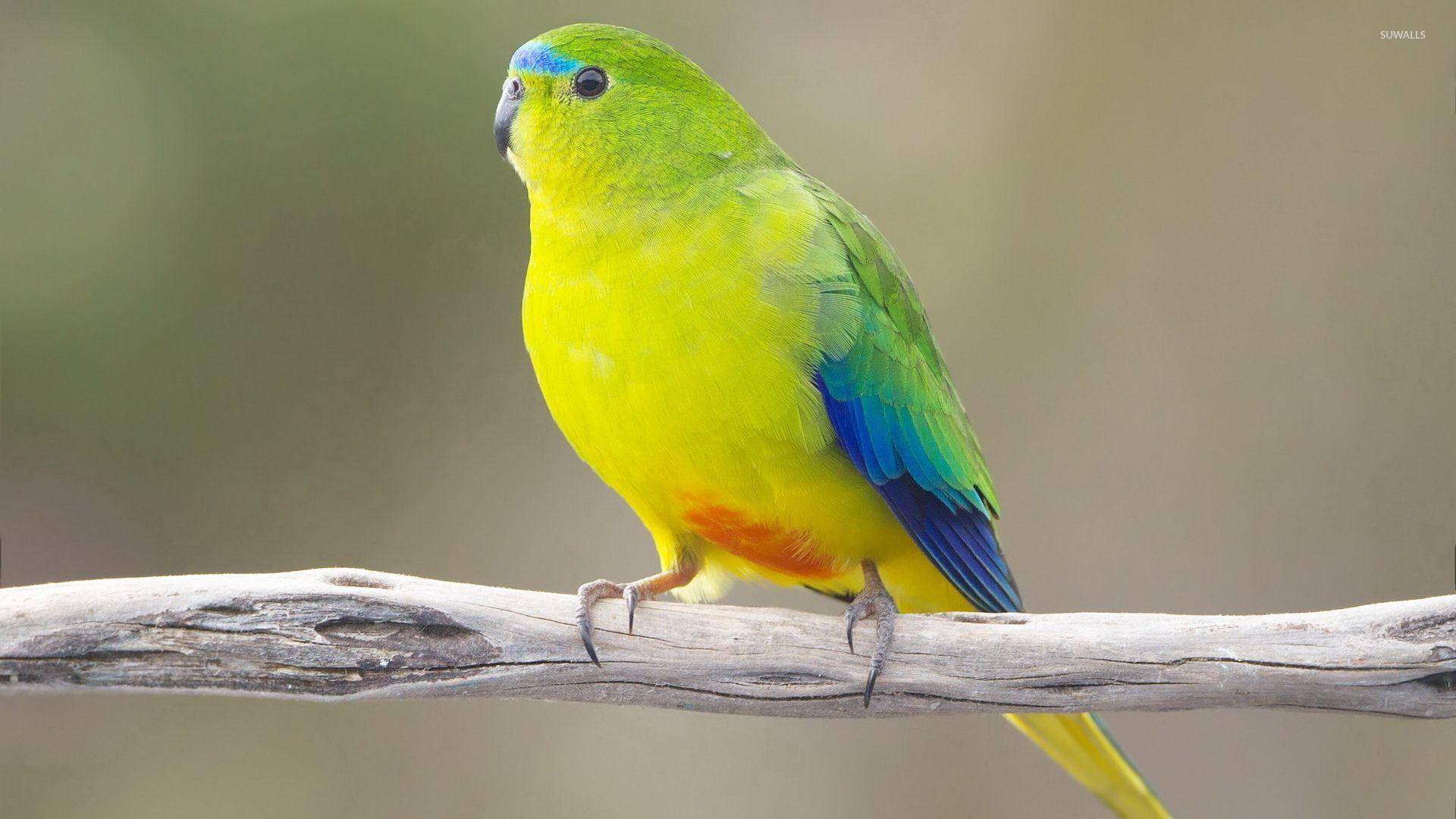 1920x1080 Orange Bellied Parrot Wallpaper Hình nền động vật