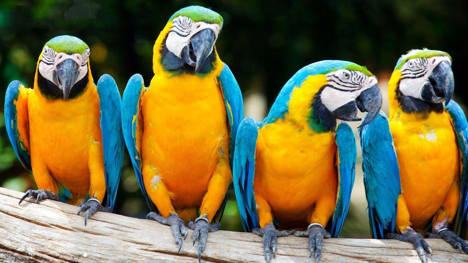 Macaw Parrot Wallpapers - Top Free Macaw Parrot Backgrounds -  WallpaperAccess