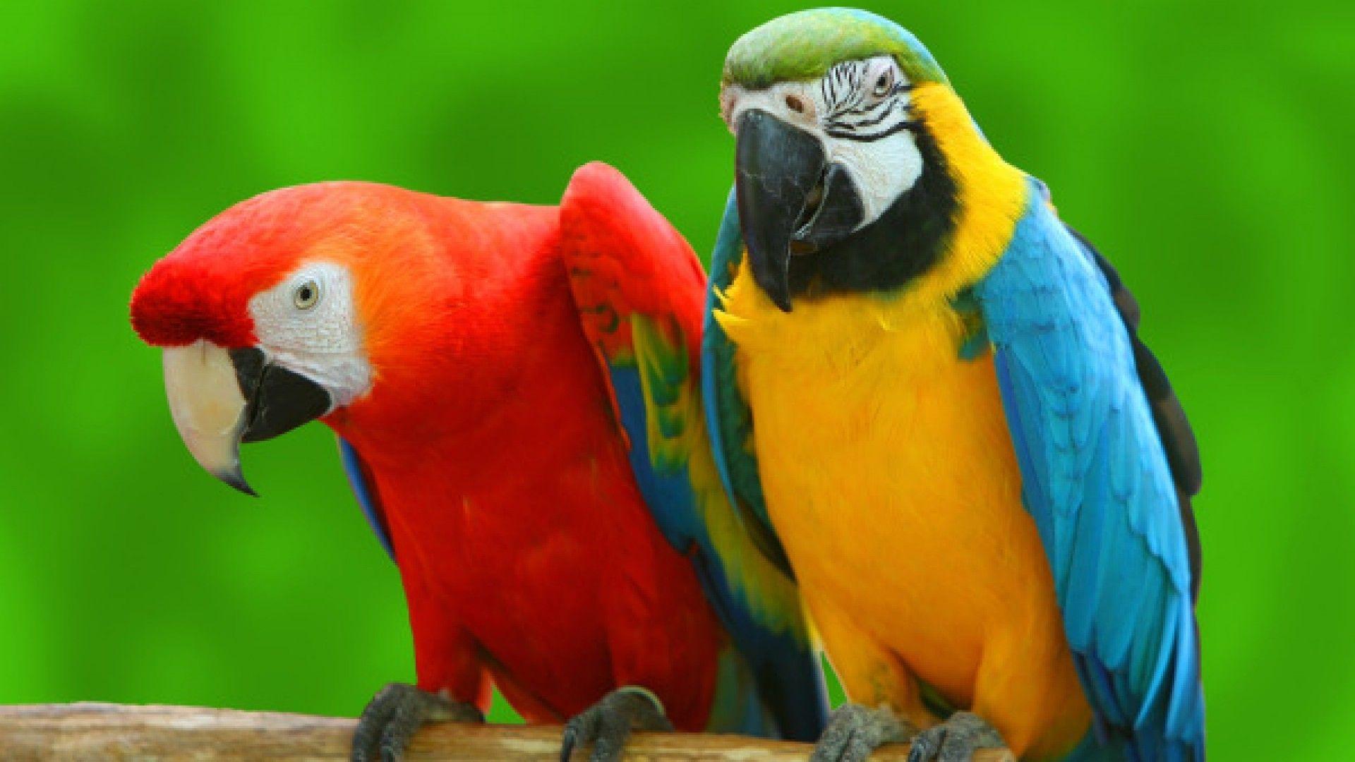 1920x1080 Hình nền con vẹt