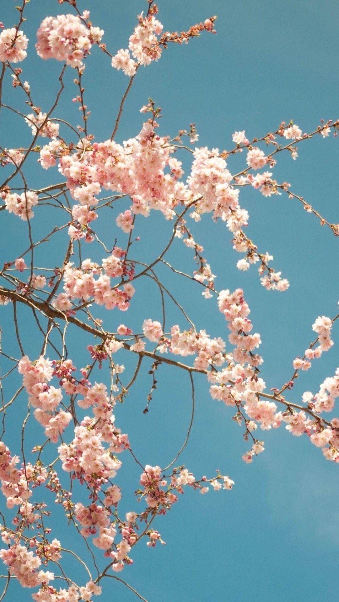 Aesthetic Cherry Blossoms Wallpapers Top Free Aesthetic Cherry